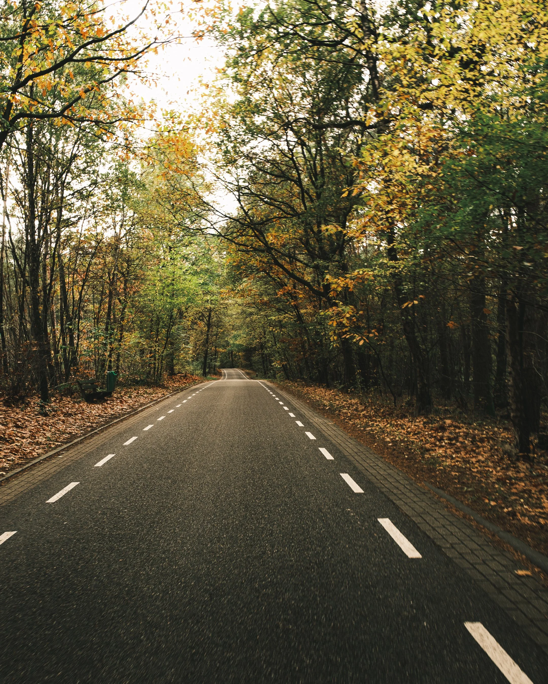 Een weg door een bos met bomen en gele bladeren, met een bank aan de linkerkant en een afstand in de verte.