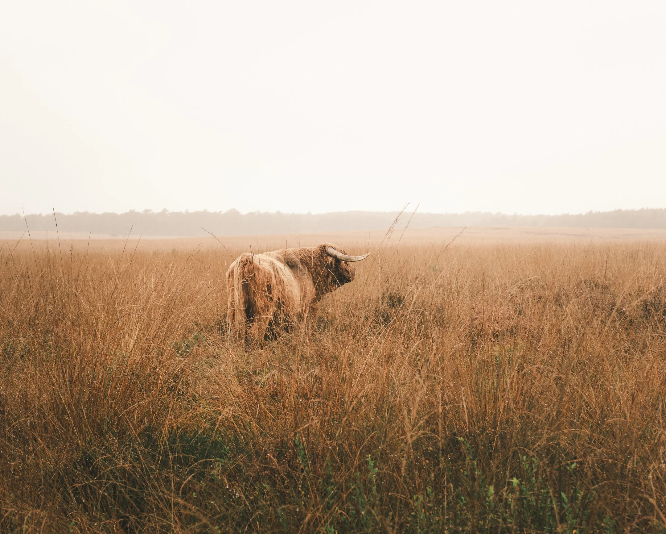 Een bizon die door een veld met lang, bruin gras loopt onder een overcaste hemel.