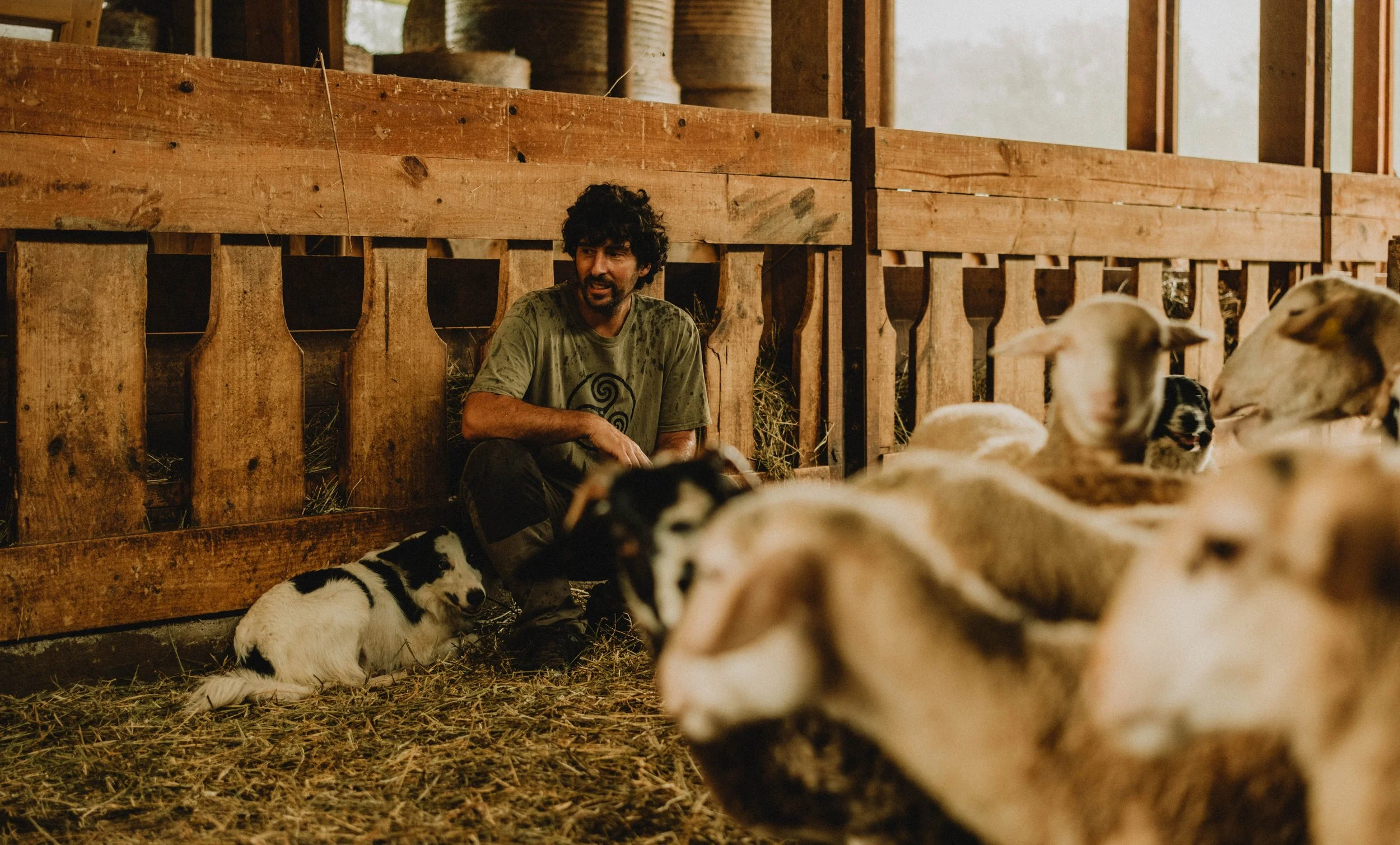 Man zittend tussen jonge schapen en een border collie in een wolkenstal met houten wanden en stro op de vloer.