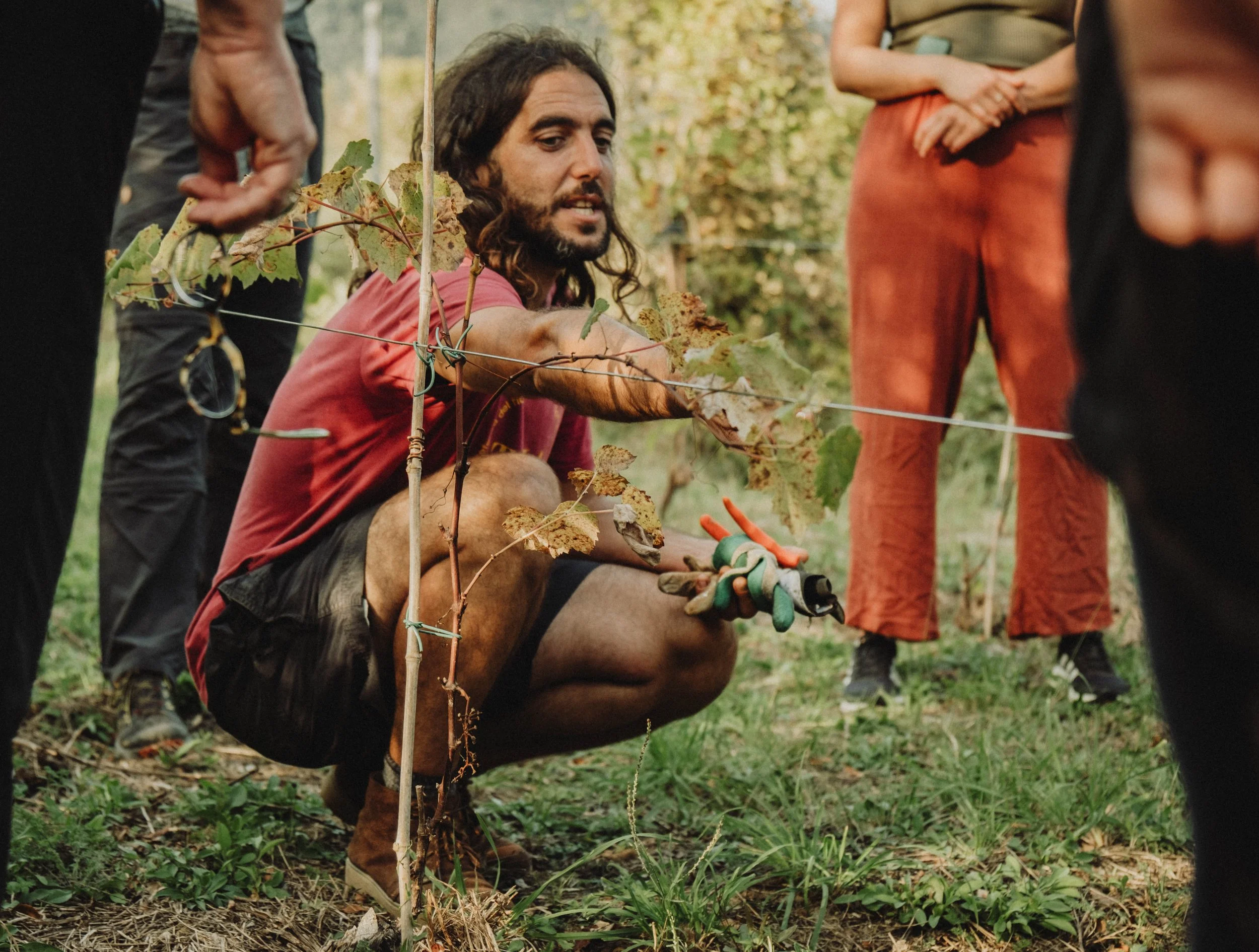 Man knielt in een wijngaard, knipt wijnstengels met snoeischaar terwijl anderen rondom hem toekijken.