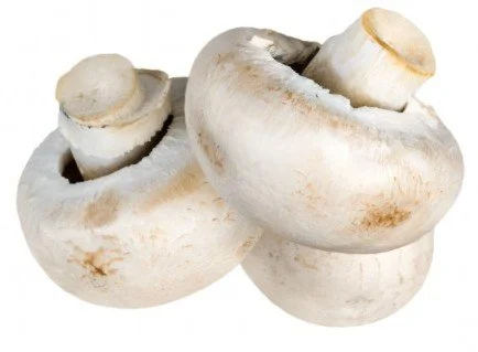 Visite d’entreprise