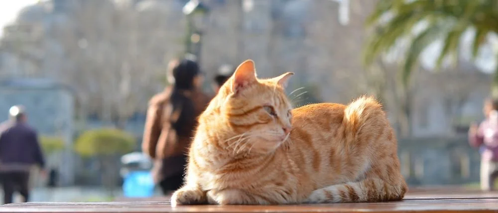 istanbul sultanahmet street cat.jpg