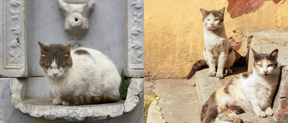 istanbul street cats.jpg