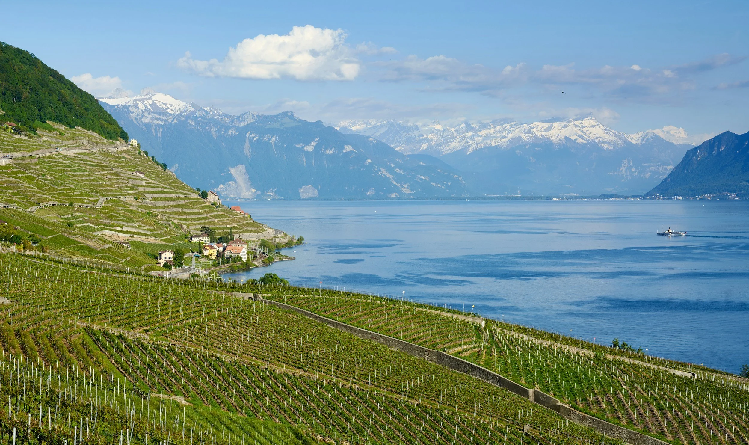 Lausanne vineyards toward Lake Geneva
