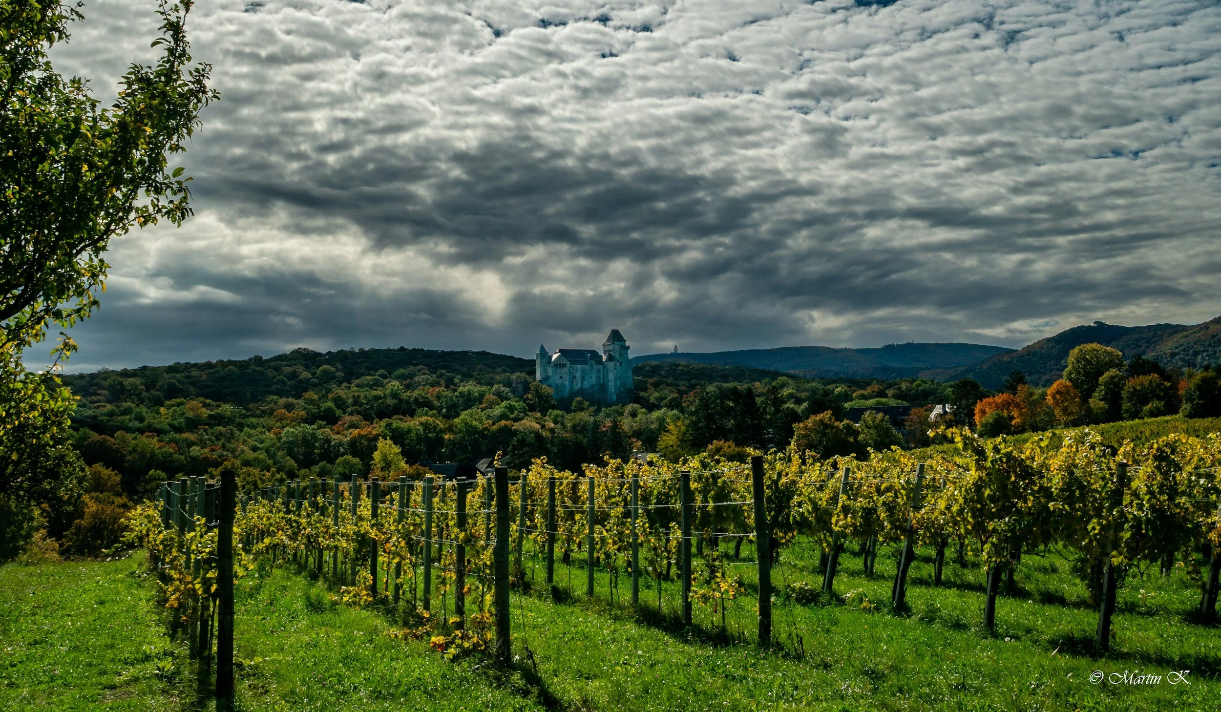 A scenic view of a vineyard with lush green grapevines, a small path on the left, and a medieval castle on a hill in the distance under a cloudy sky.