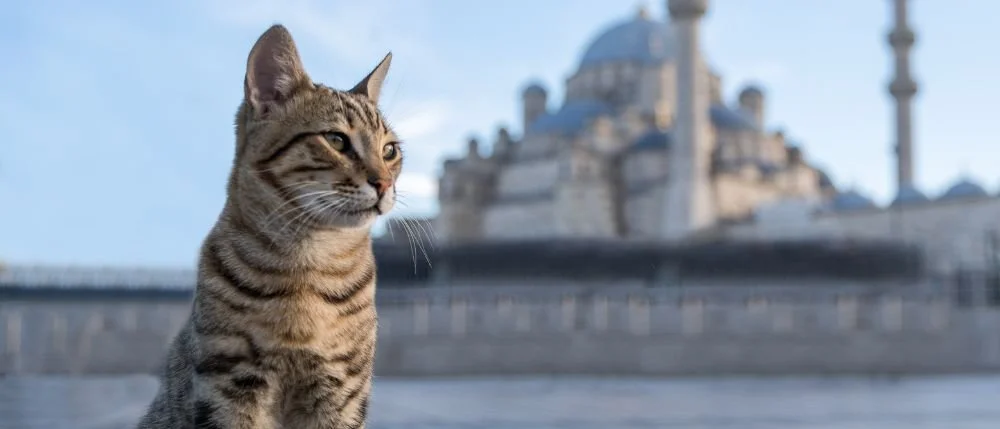 istanbul sultanahmet hagia sofia street cat.jpg