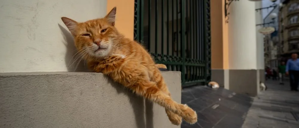 orange street cat istanbul.jpg