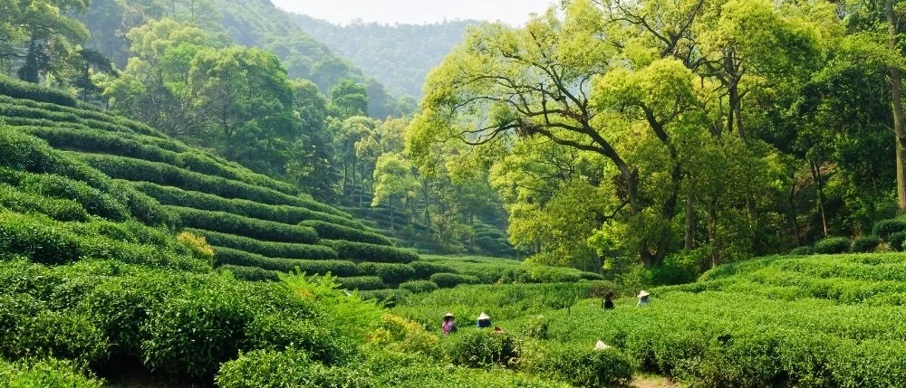 china-visa-free-luxury-tea-porcelain-itinerary-3.jpeg