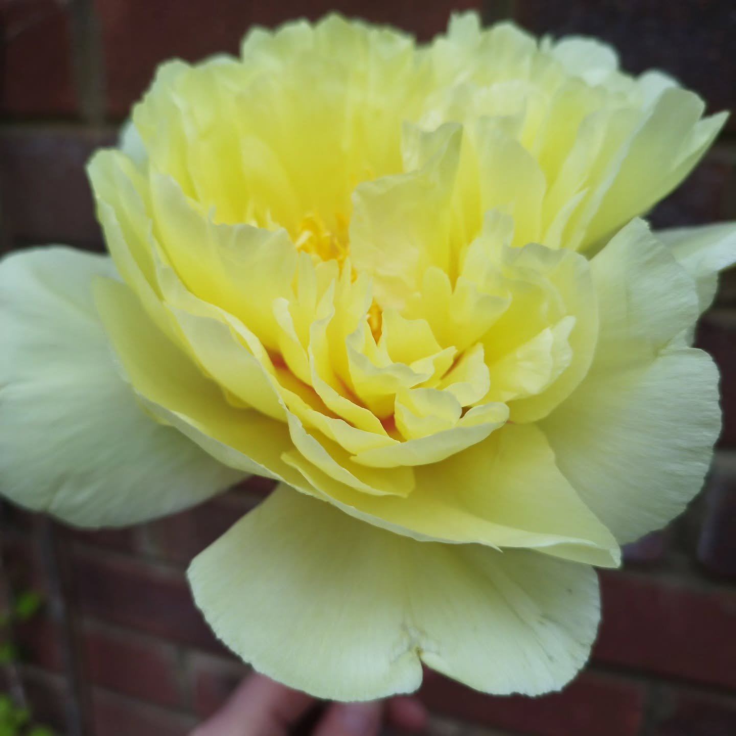 How totally beautiful is this peony 🥰 
Ready and waiting to come be in your rooms this weekend 🥰
#seewantbuy #needwantlove #mustbuynow