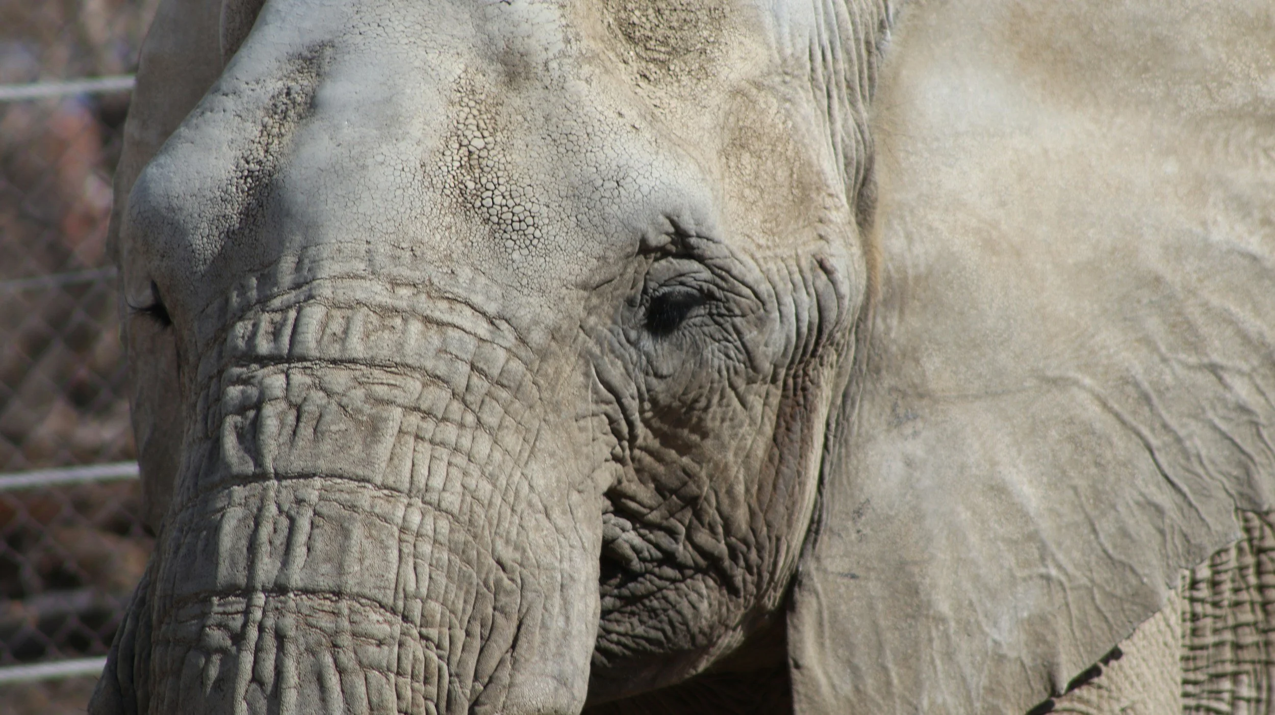 Close-up of an elephant's face, showing textured skin, eye, and trunk.