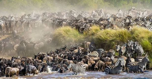 A Family Safari for the Great Migration: The Masai Mara, Lewa and Diani Beach