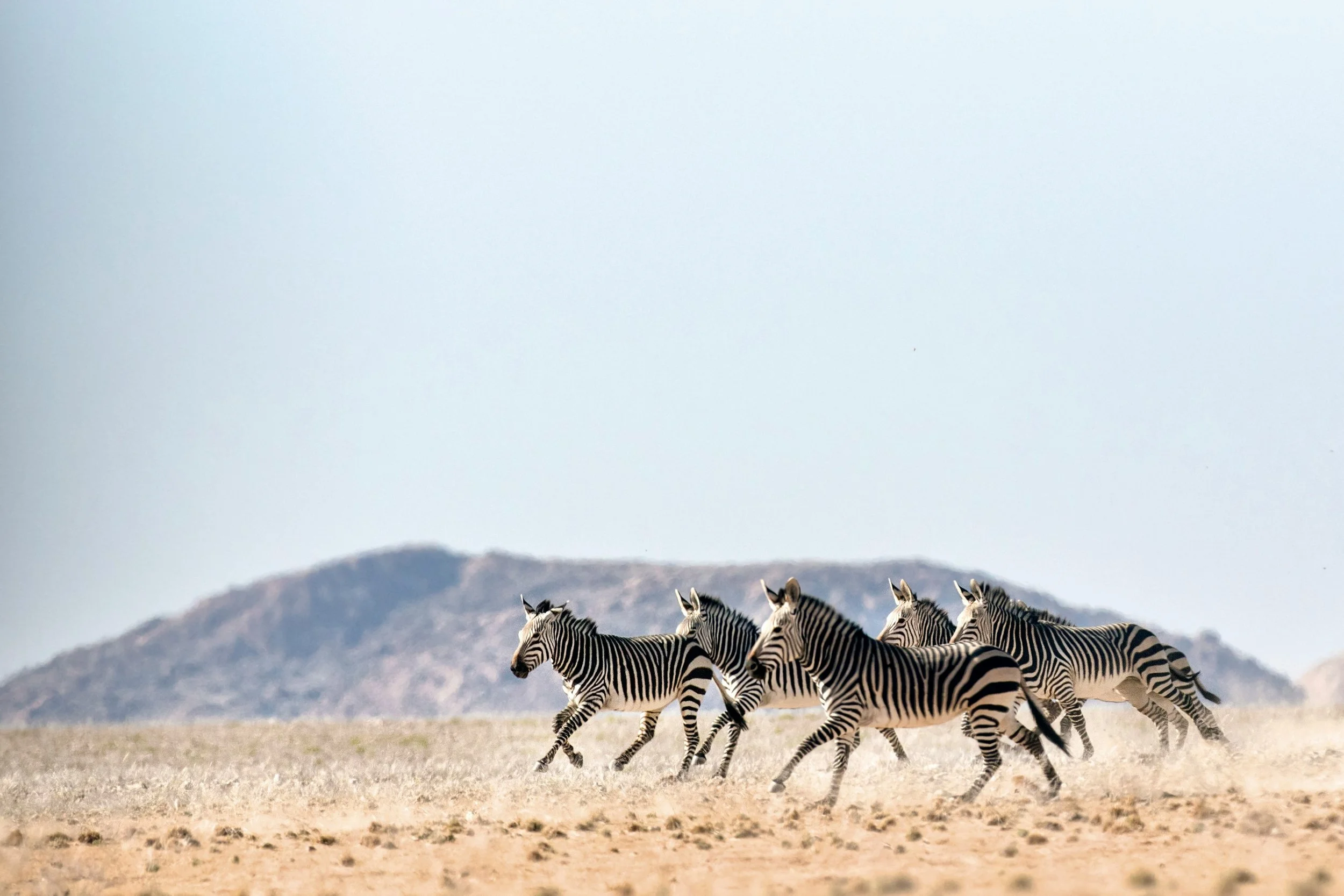 A group of five zebras running across a dry, open landscape with distant mountains in the background.