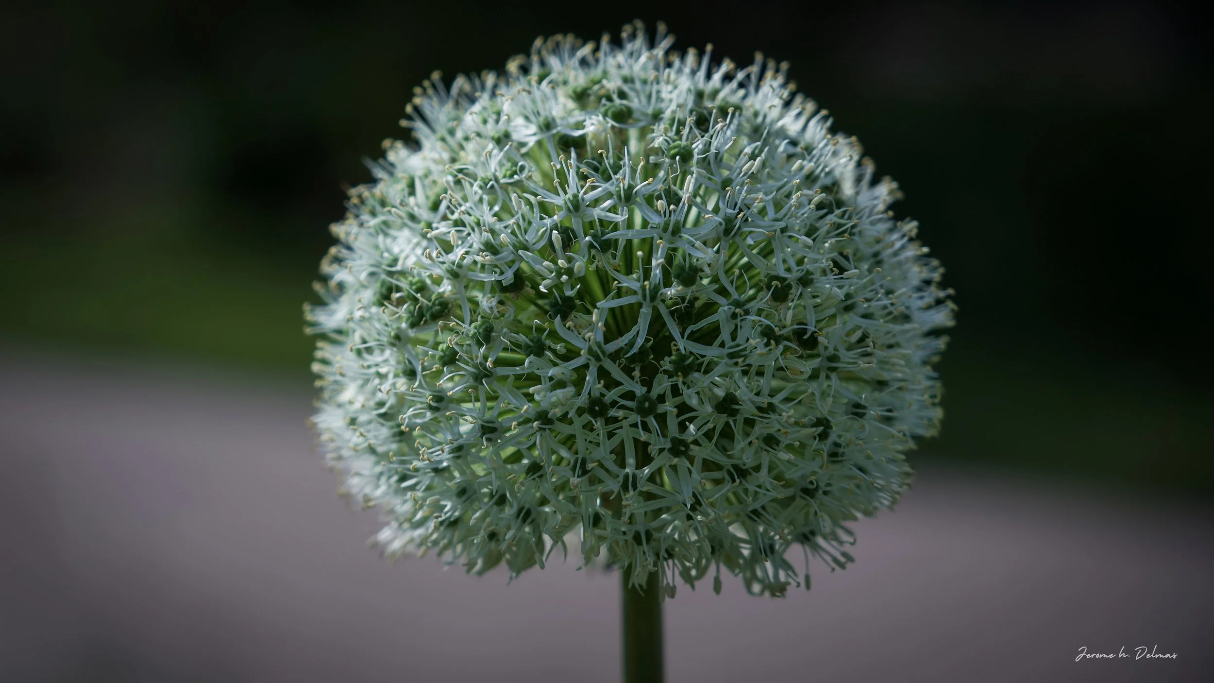 AIL D'ORNEMENT AU JARDIN DES PLANTES. PARIS 5. 2024