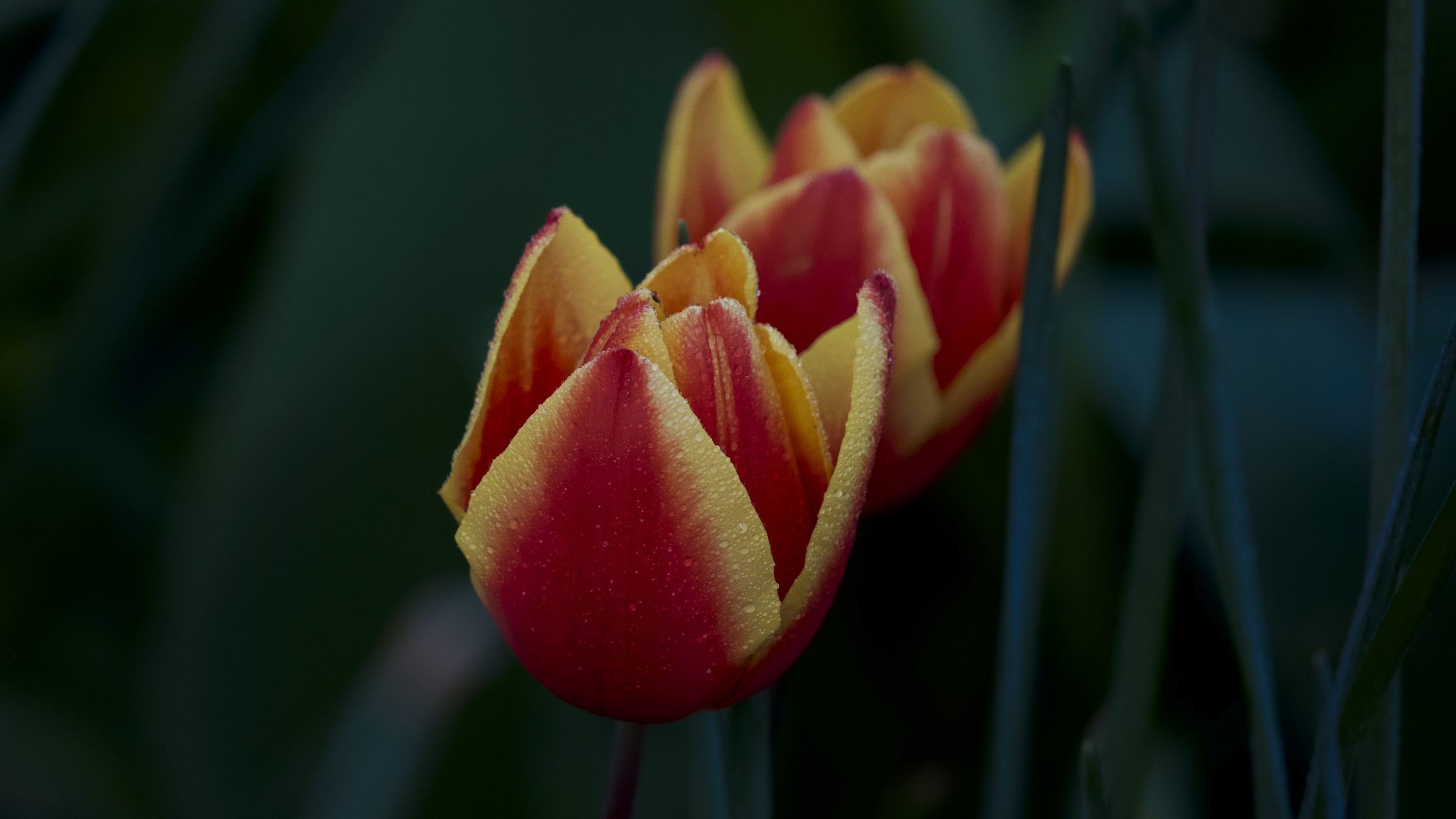 FLEURS-1.png