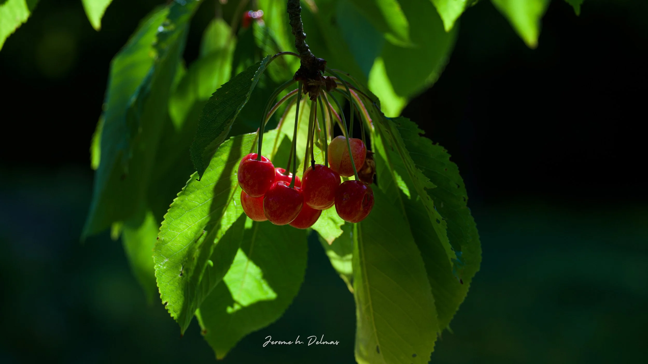 PREMIÈRES CERISES 2025. LE THUIT DE L'OISON