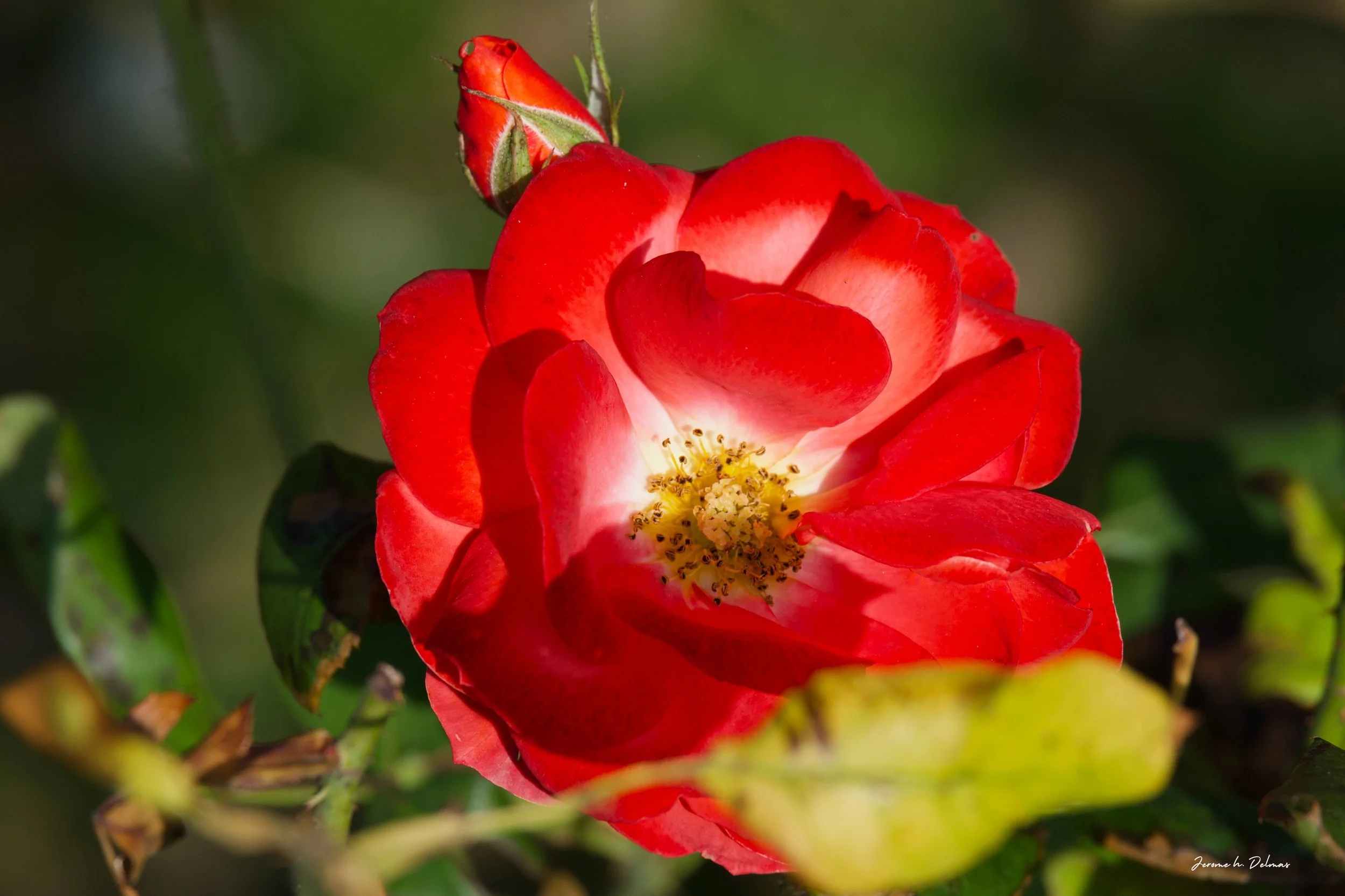 ROSE DE HONFLEUR - JARDIN DES PERSONNALITES. 2025
