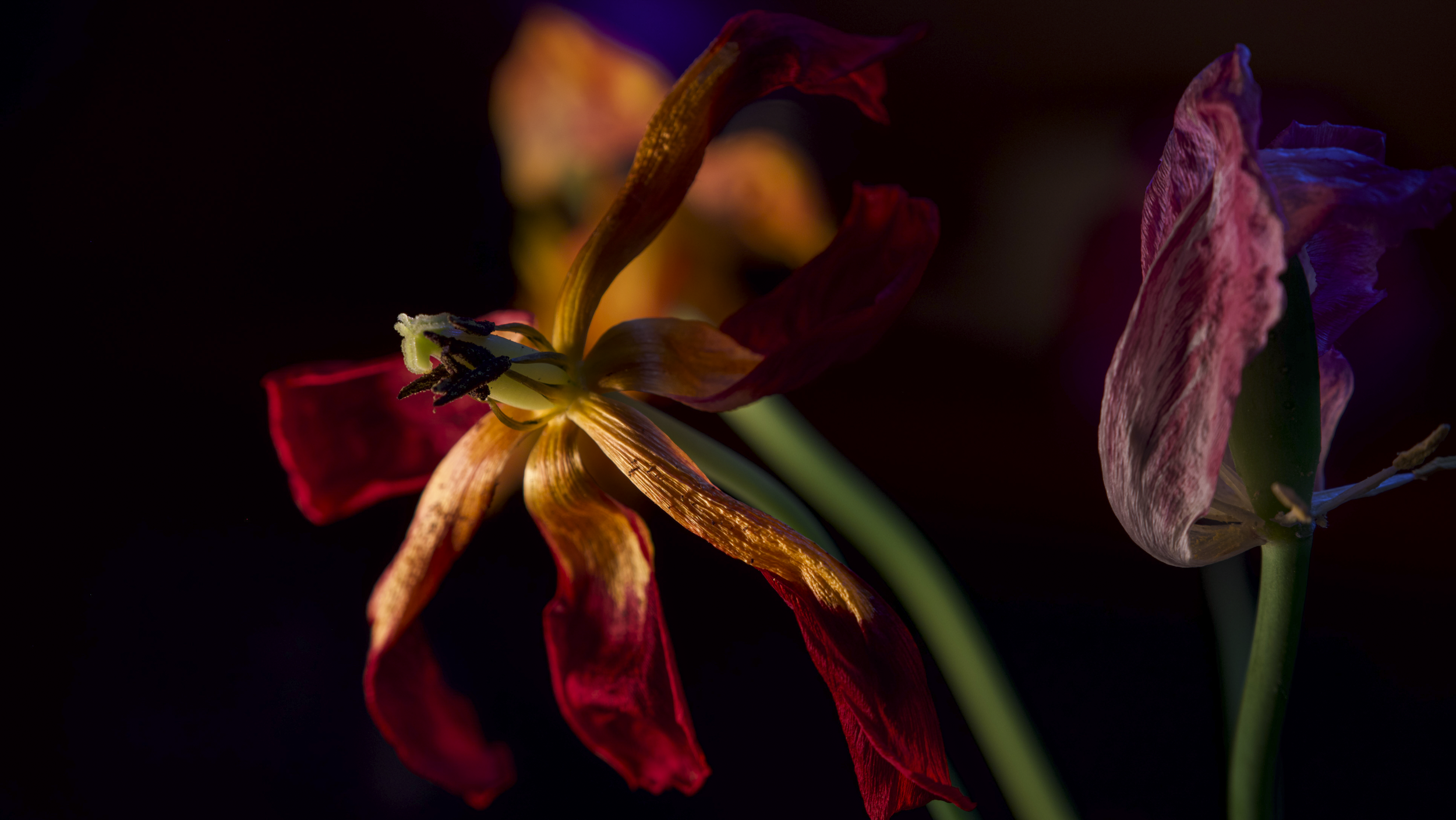 FLEUR-1.png