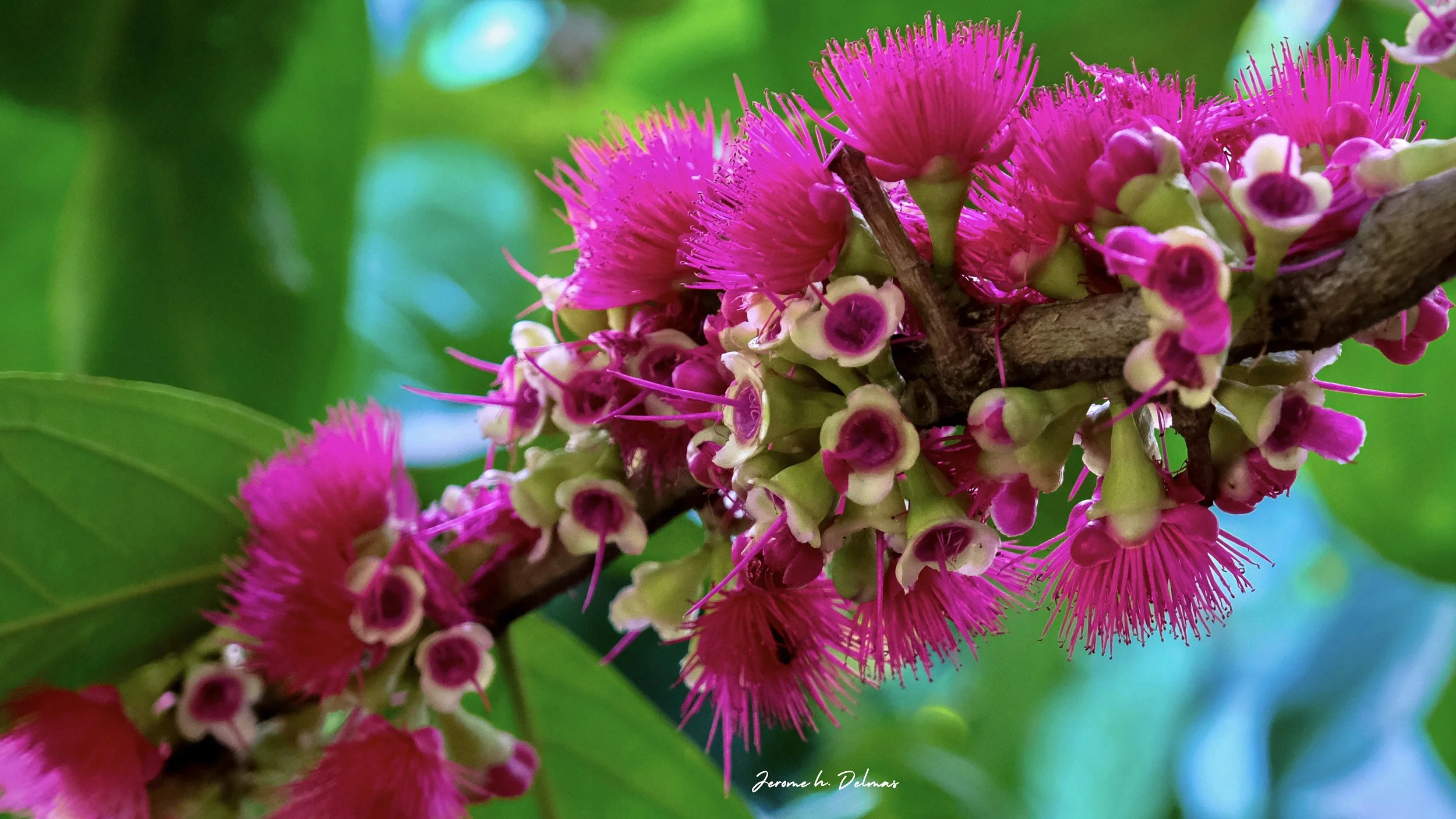 FLEURS DANS LA MANGROVE DE ZANZIBAR. MARS 2022.