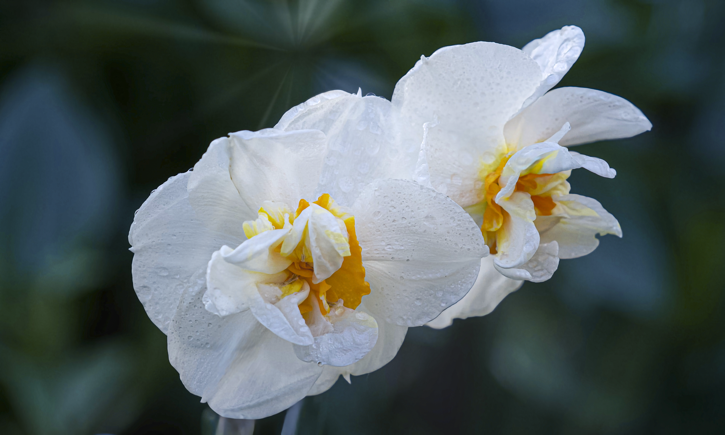 FLEURS.png