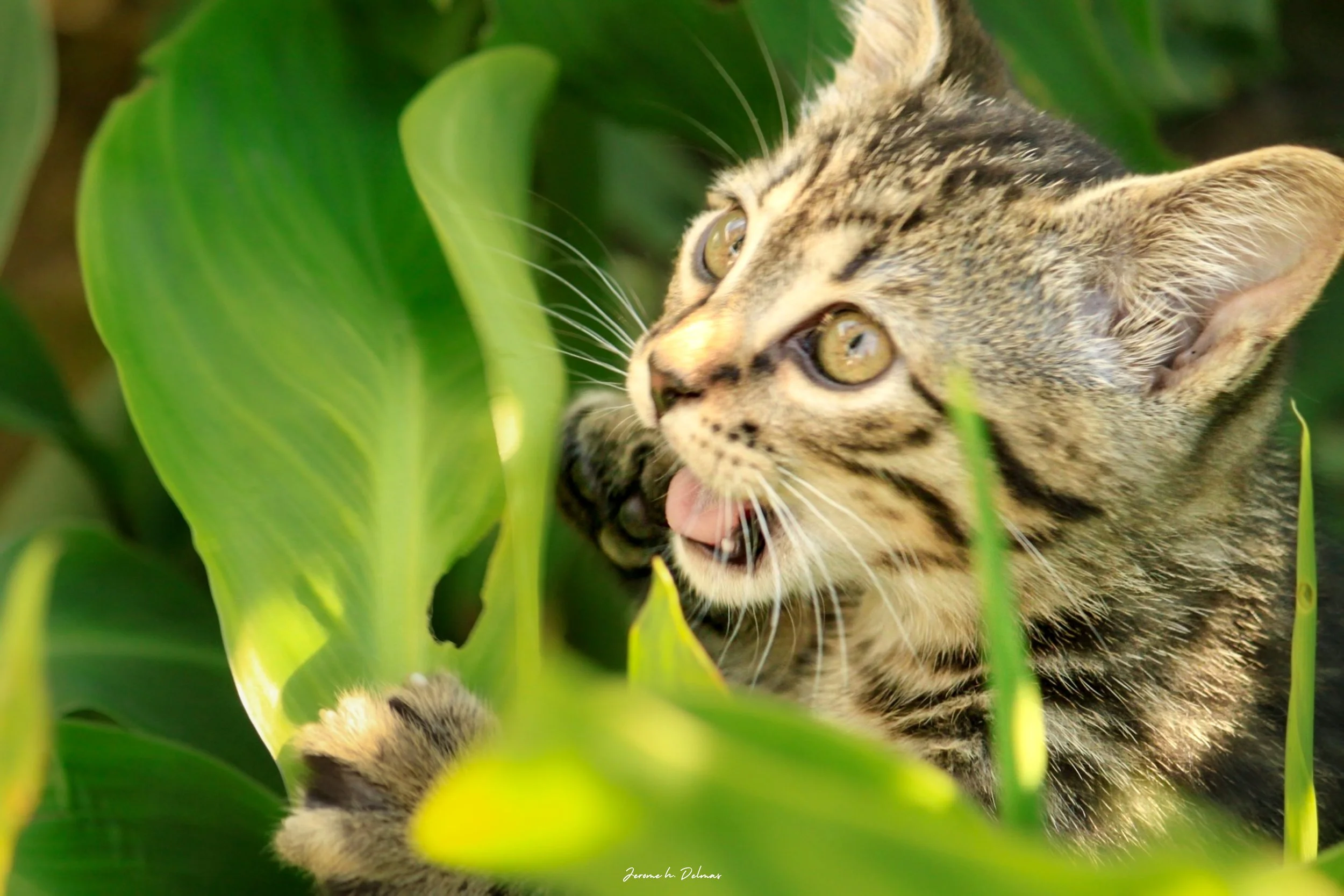 CHATON EN APPRENTI CHASSEUR. BIARRITZ 2013