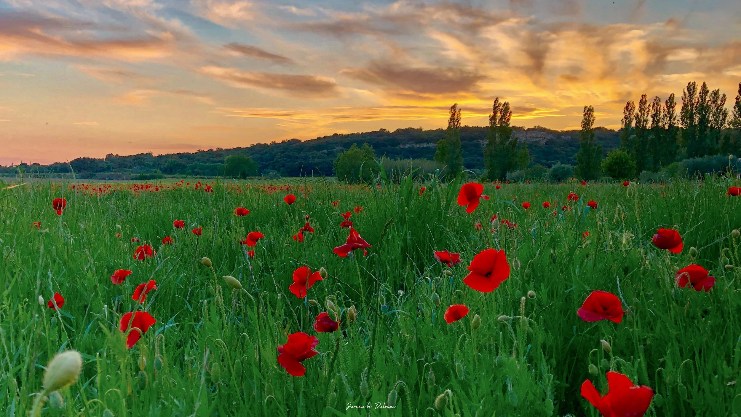 CHAMP DE COQUELICOTS. REMOULINS 2023