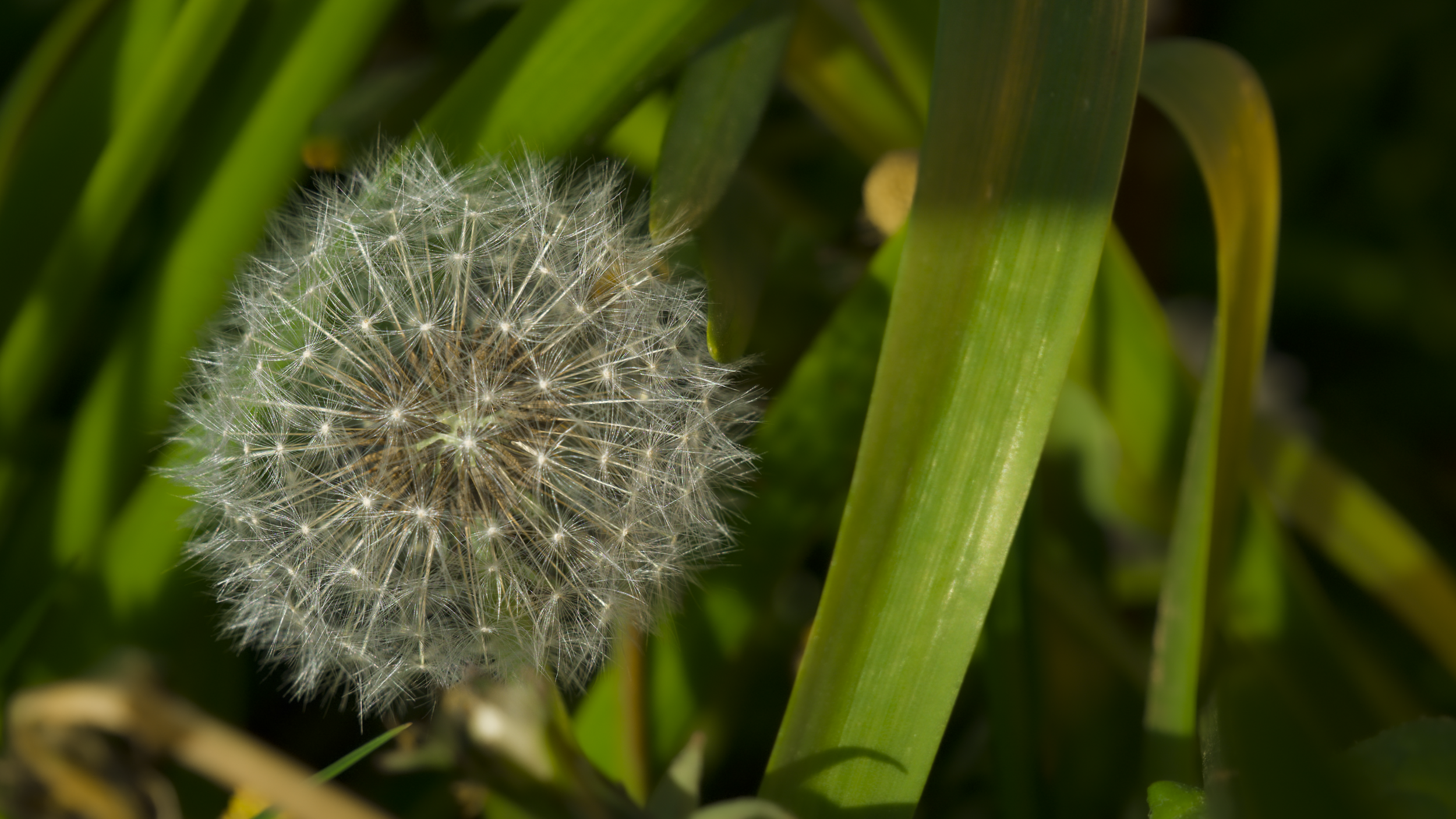 FLEUR.png