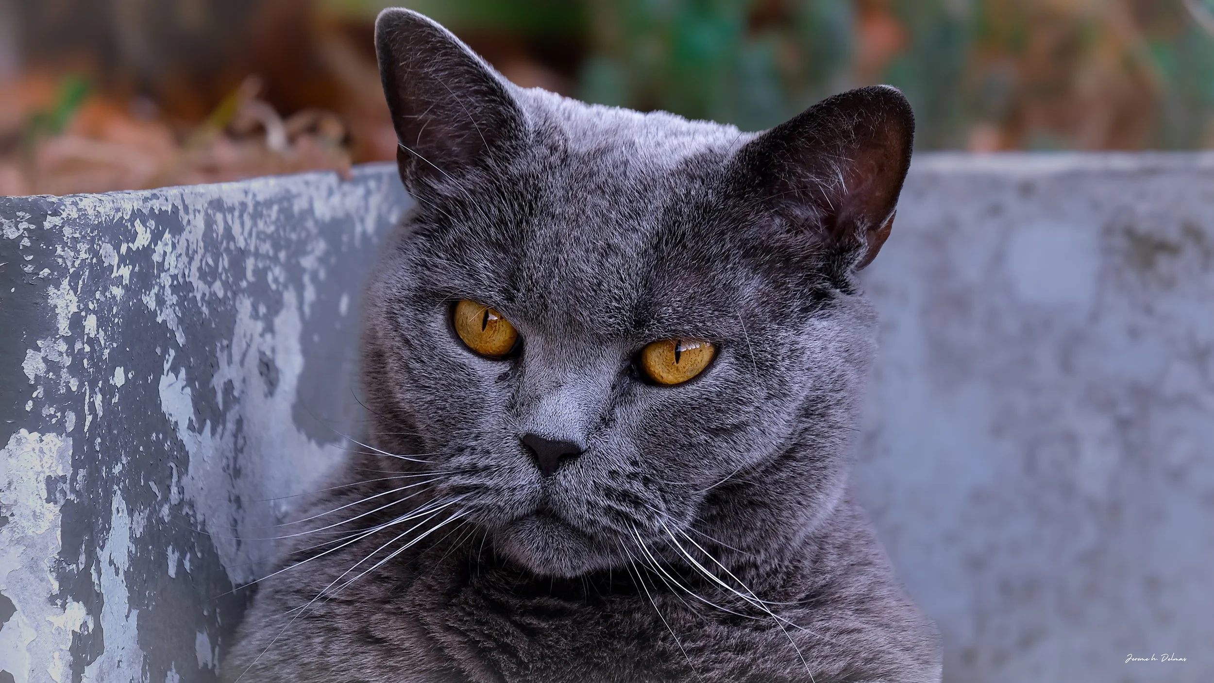 matou parisien copie.jpg