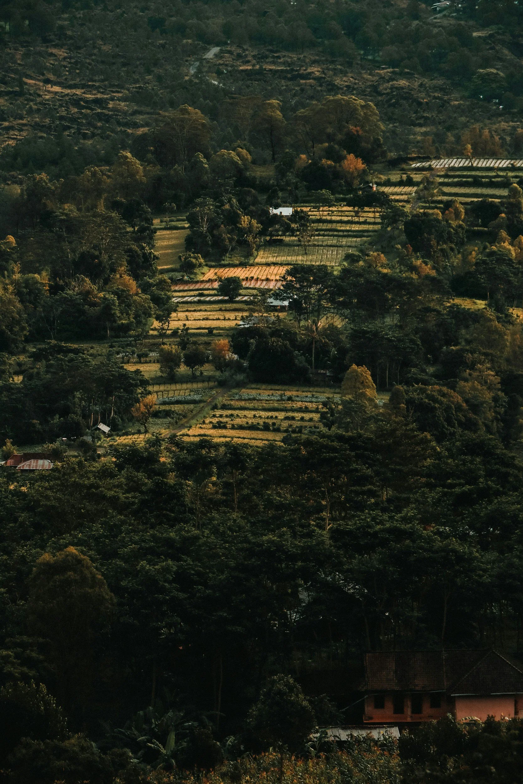 A lush, green landscape with terraced agricultural fields and scattered houses surrounded by dense trees, with hills in the background.