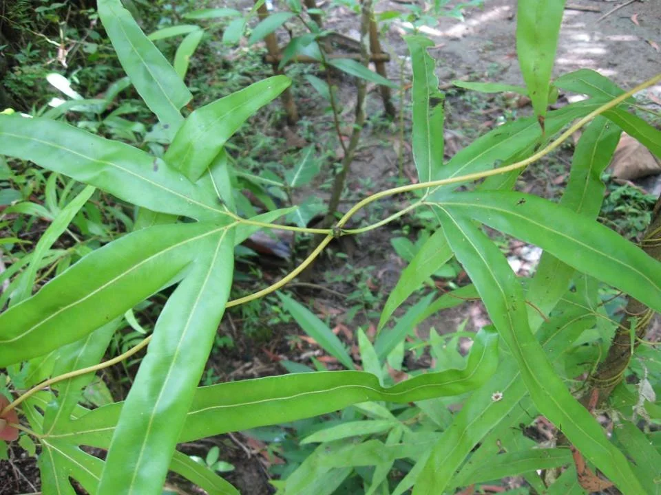 The specismen of Lygodium Circinnatum