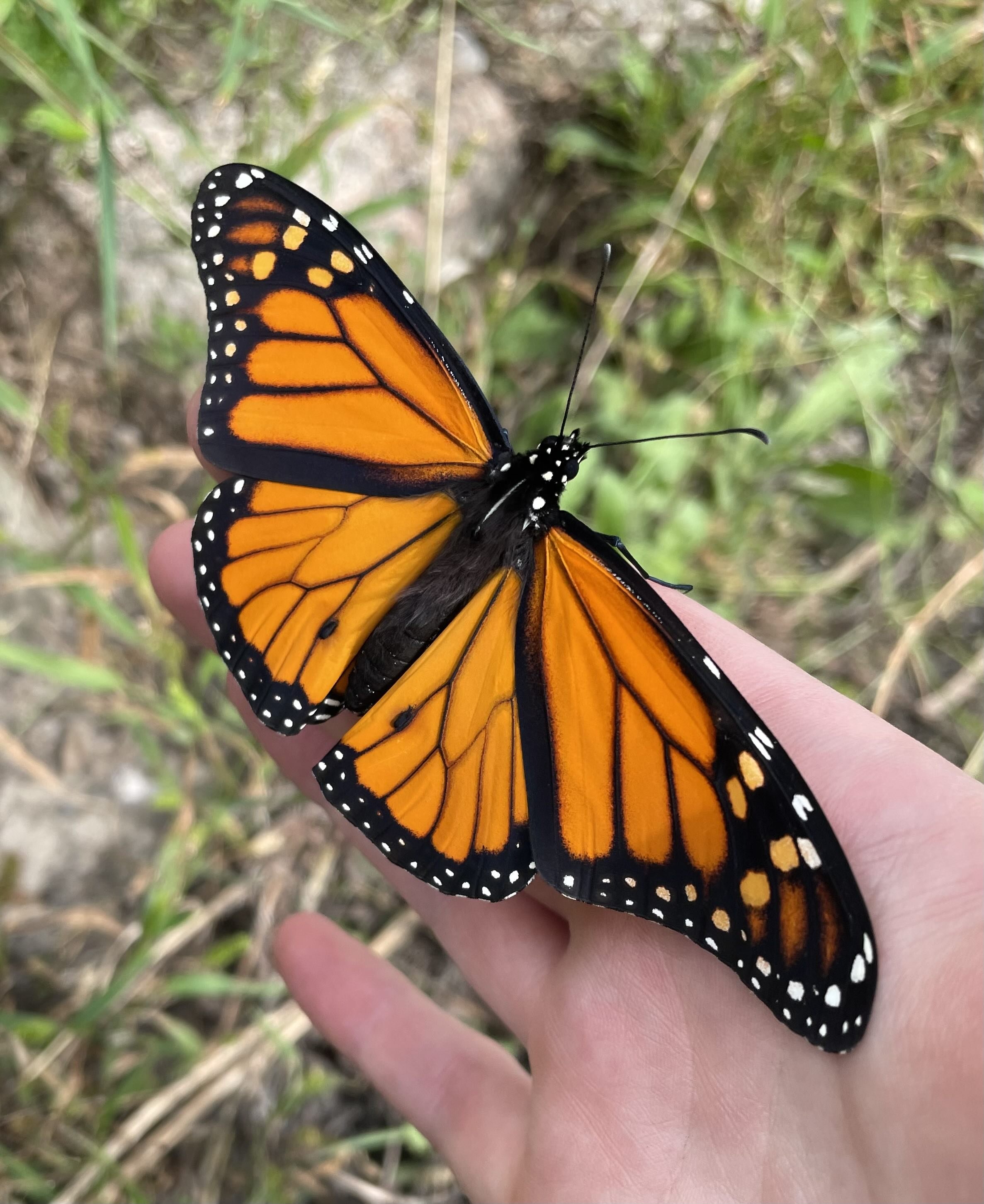 Photo of a monarch butterfly