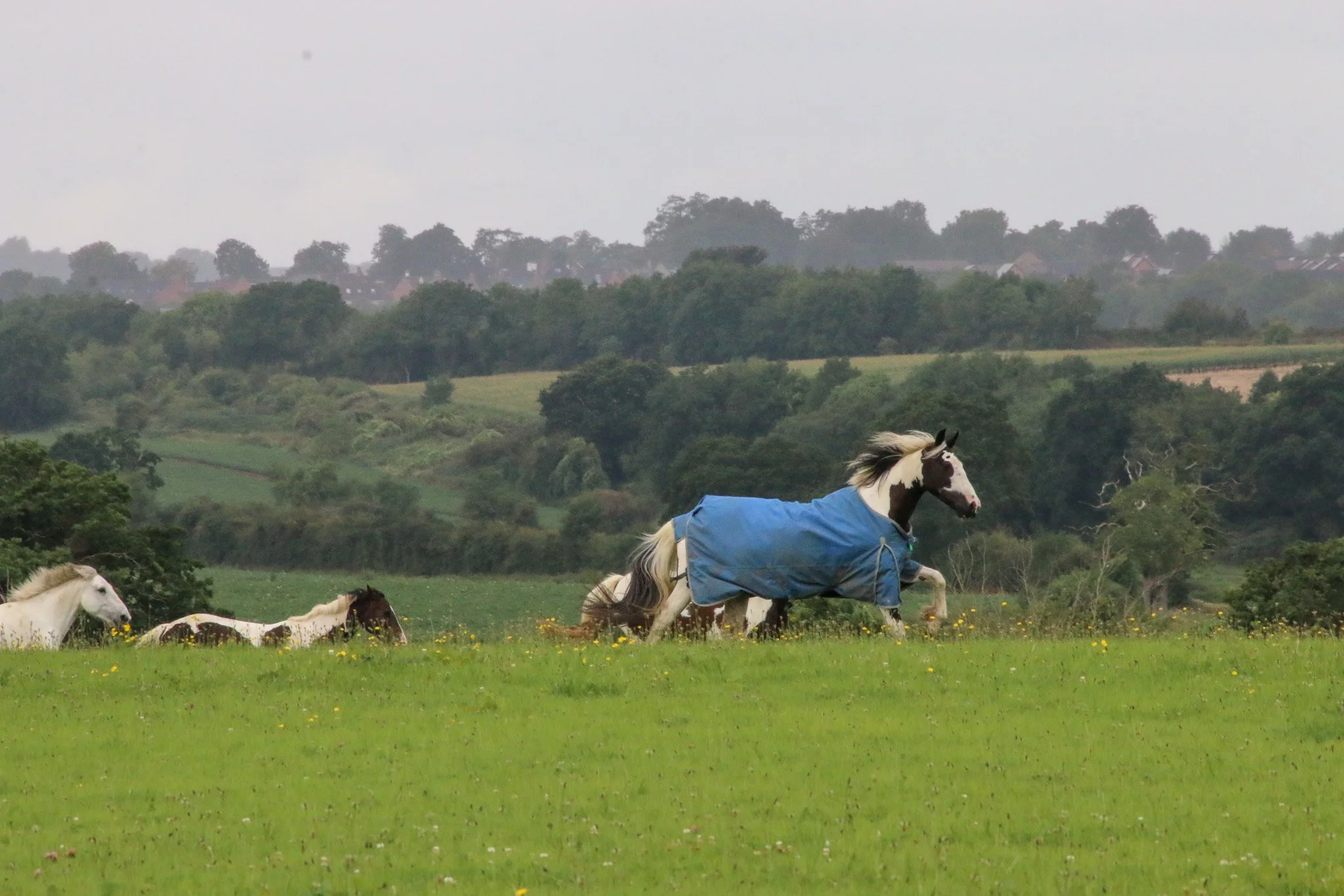 A group of horses running across a grassy field, with one horse in a blue blanket. The background features trees and distant houses under a cloudy sky.