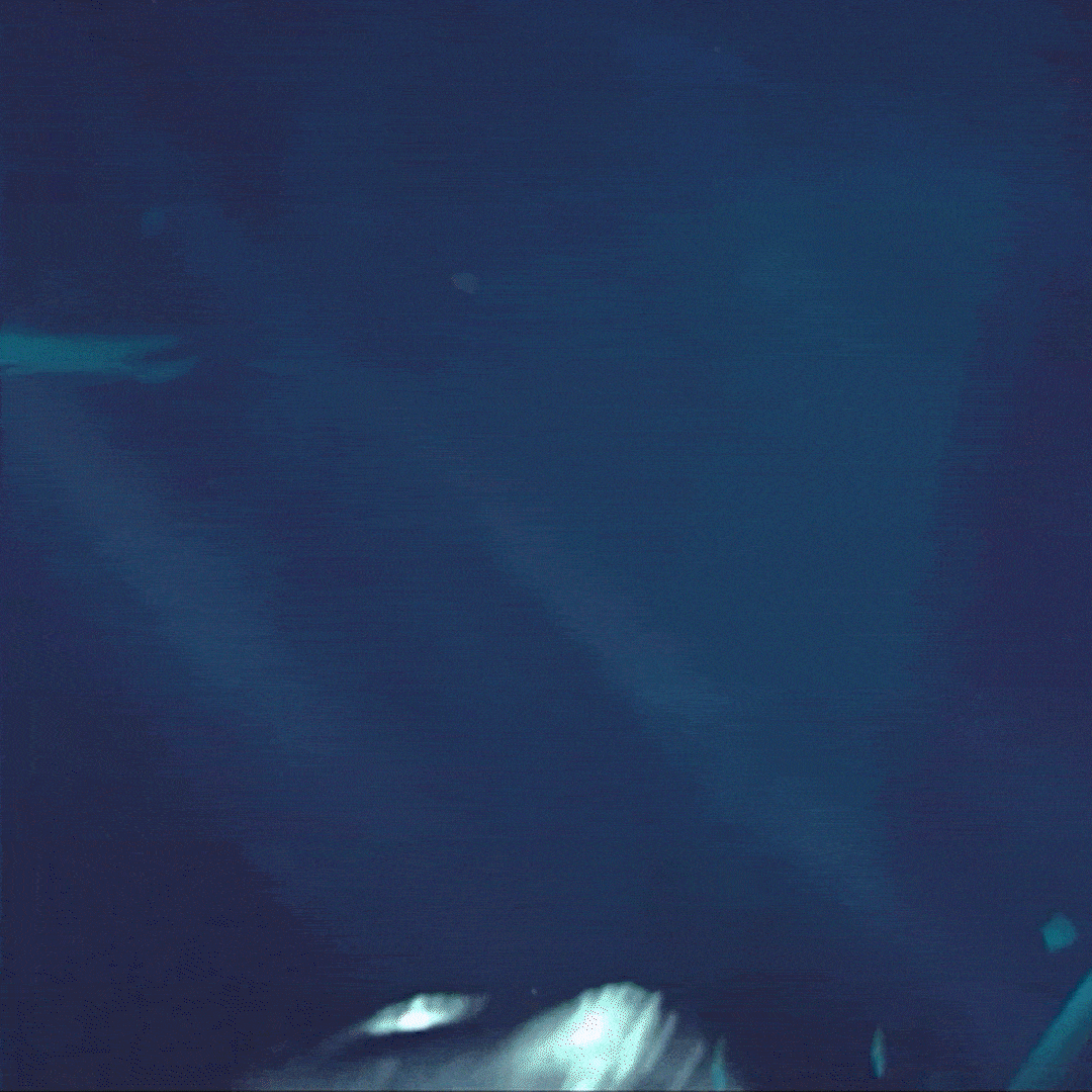 THE BEAR GRYLLS ADVENTURE