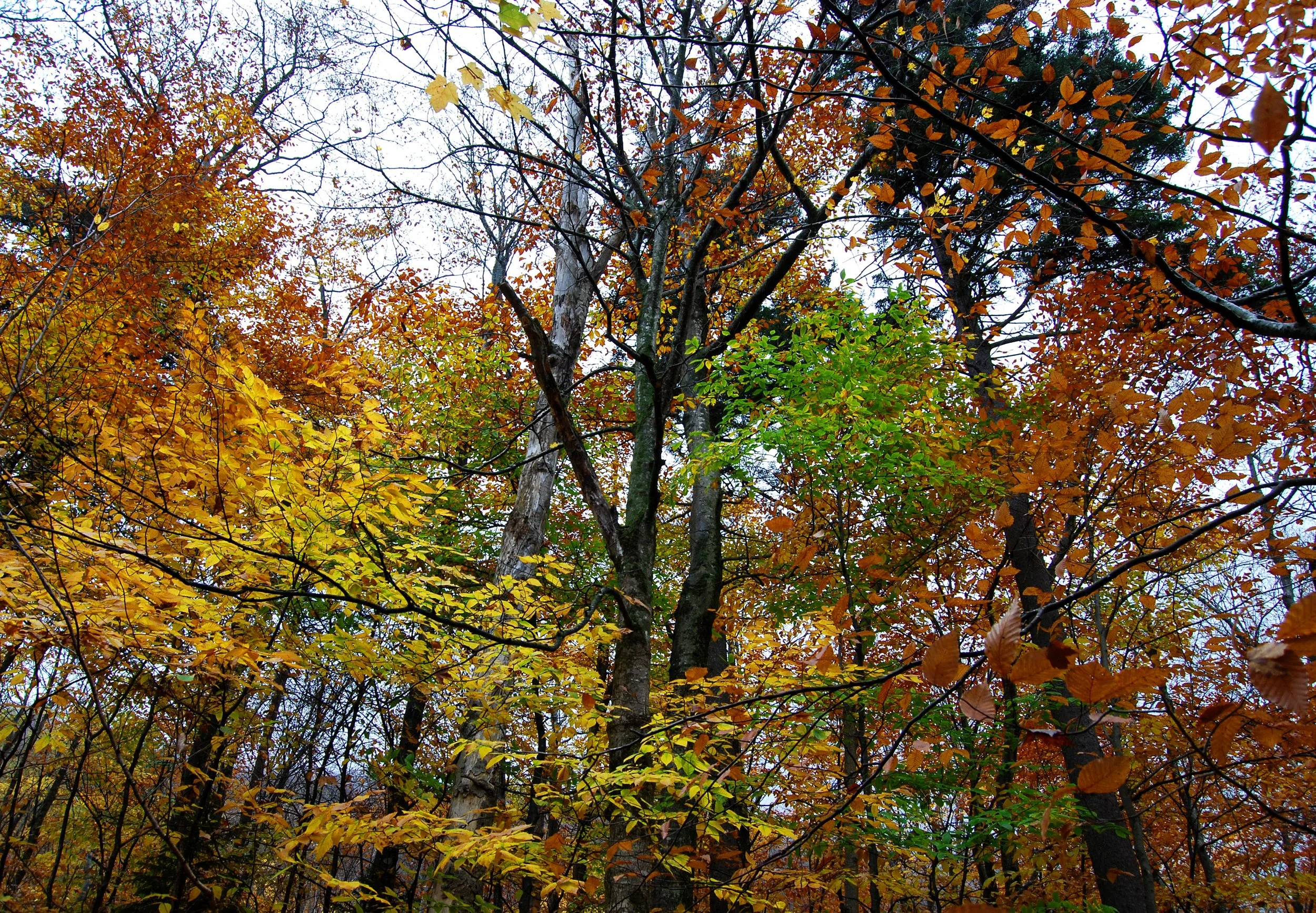 fall palette.jpg