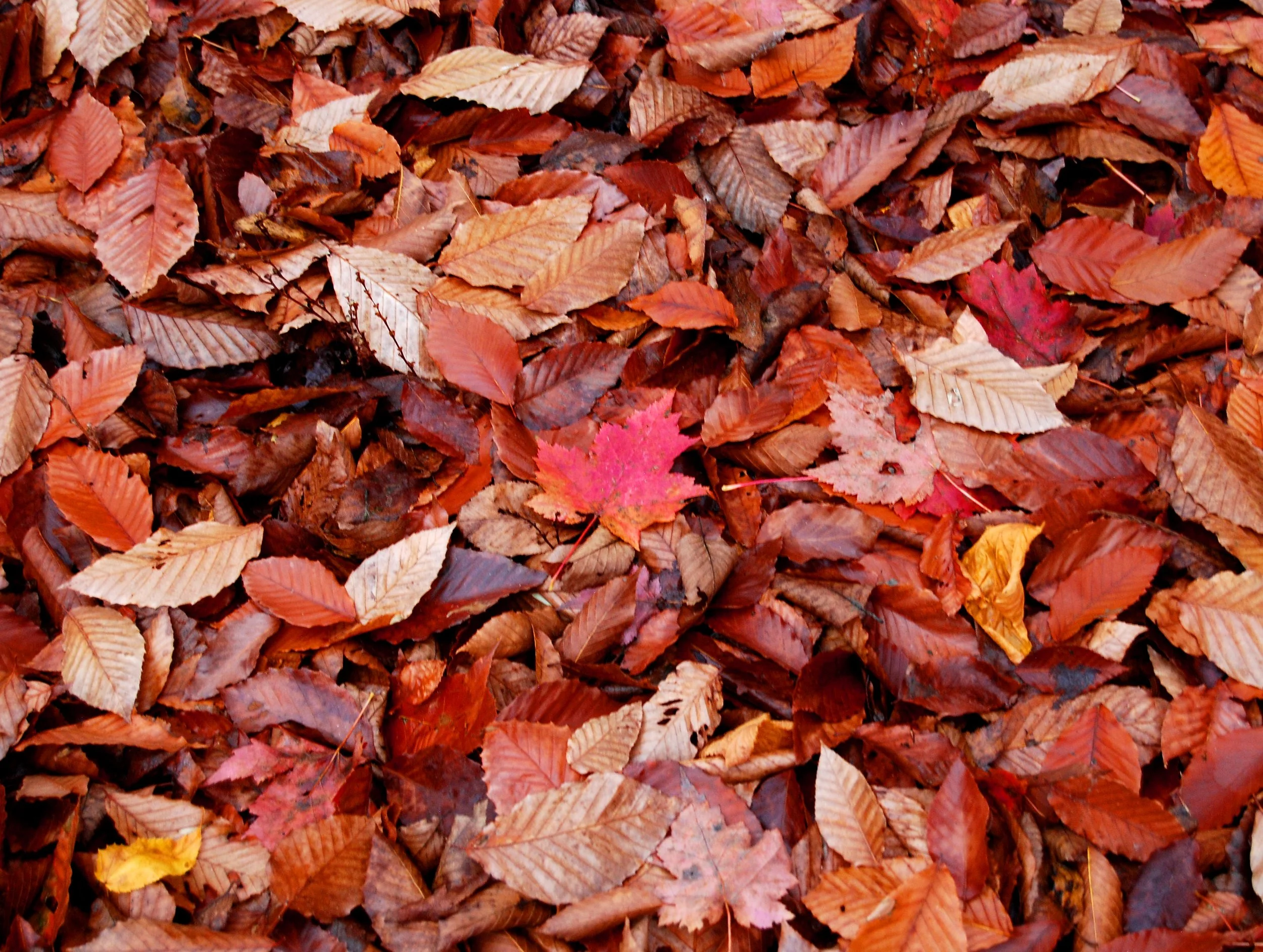 fallen leaves.jpg