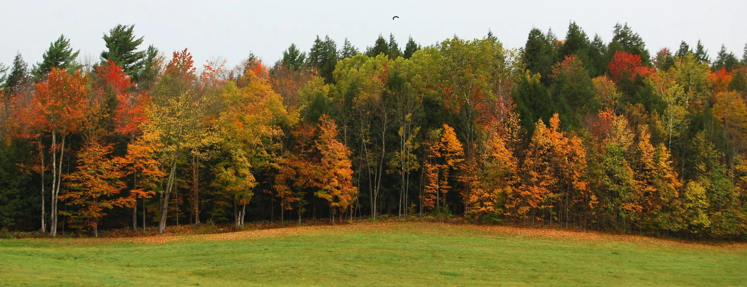 tree line.jpg