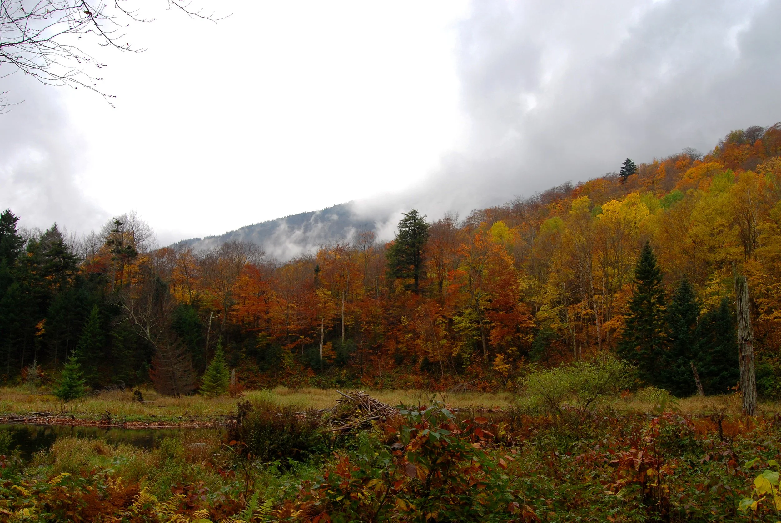 in the mist.jpg