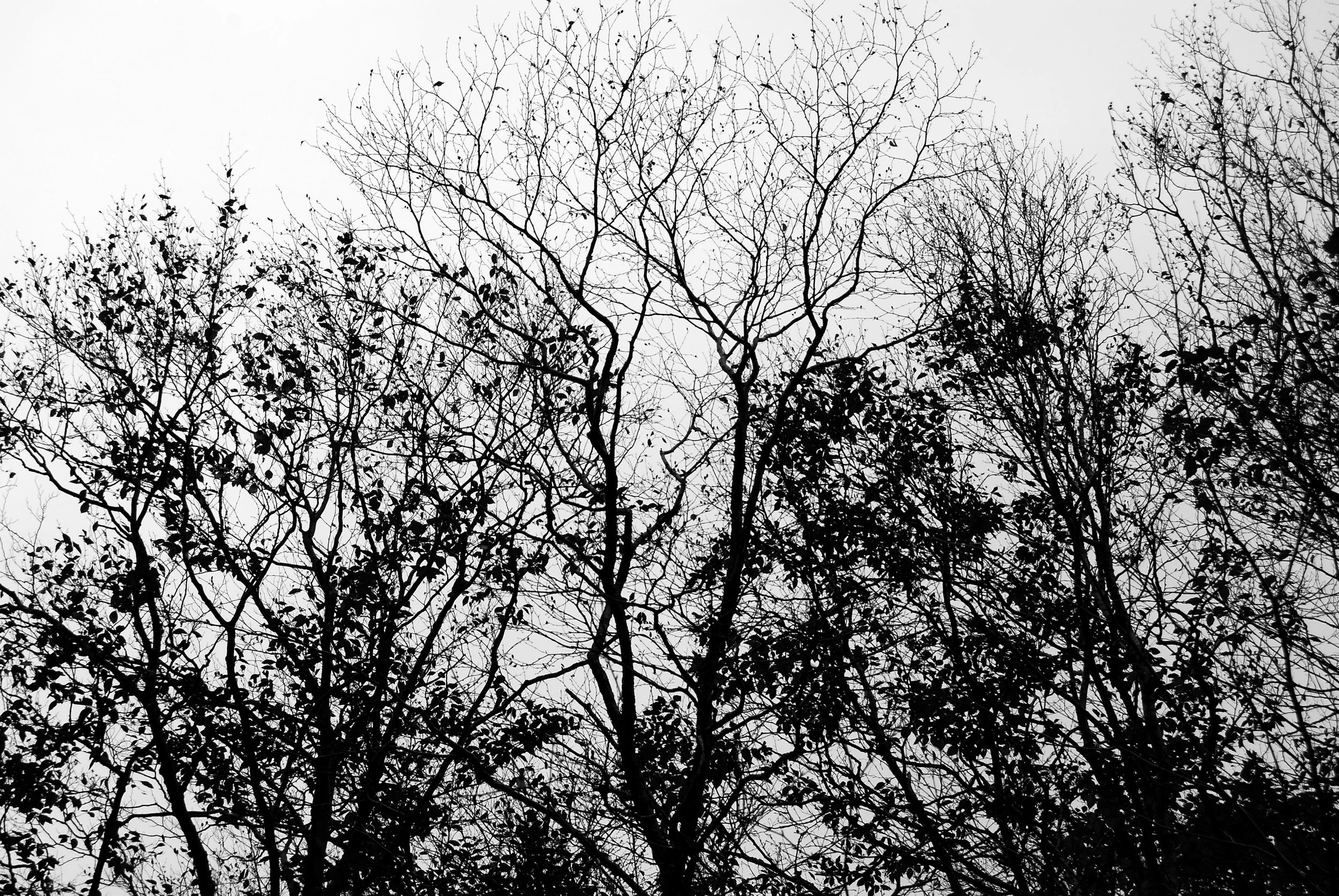 BW Branches.jpg