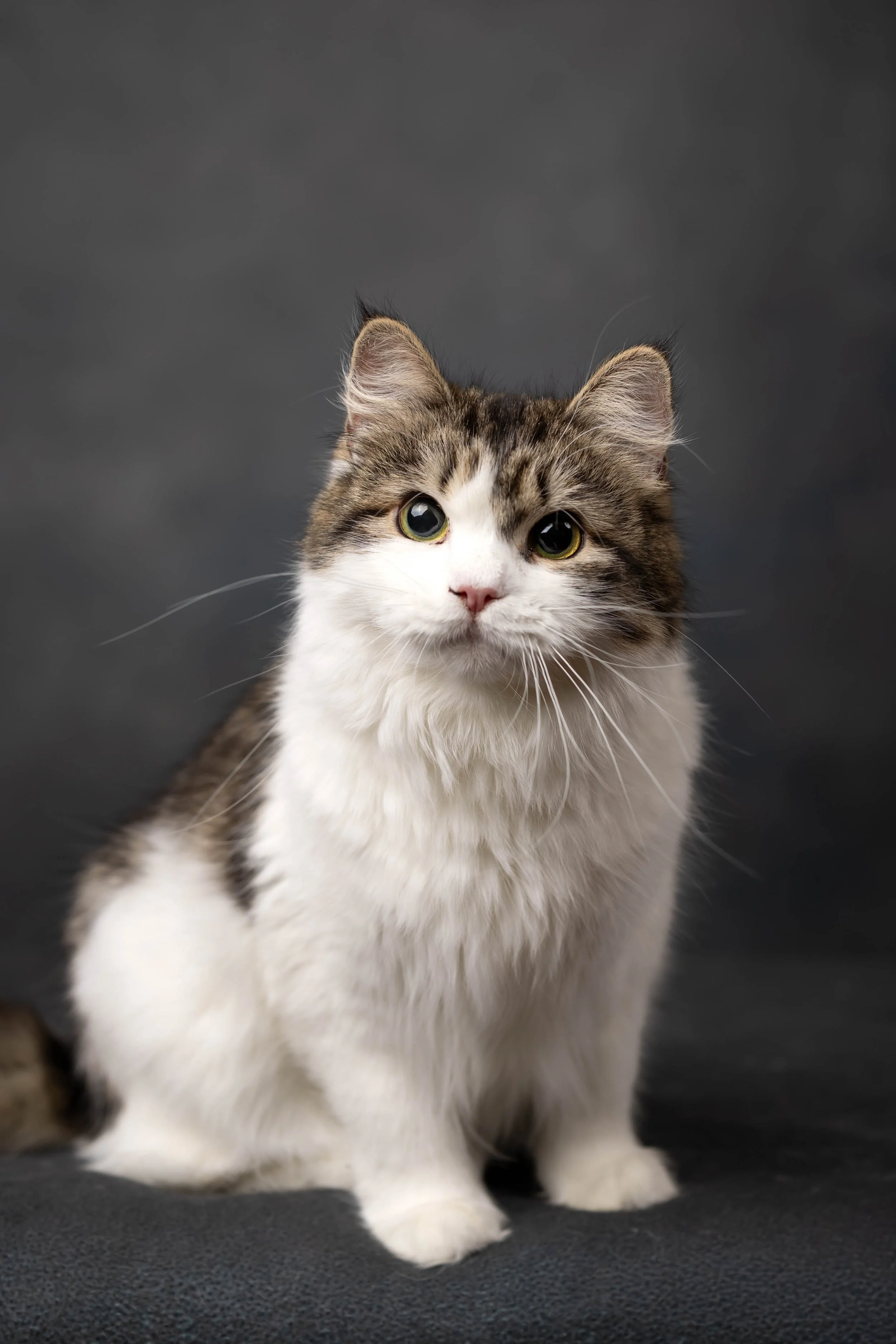 A Traditional Siberian Forest Cat. Future Queen of Sunshine Snow Siberians.