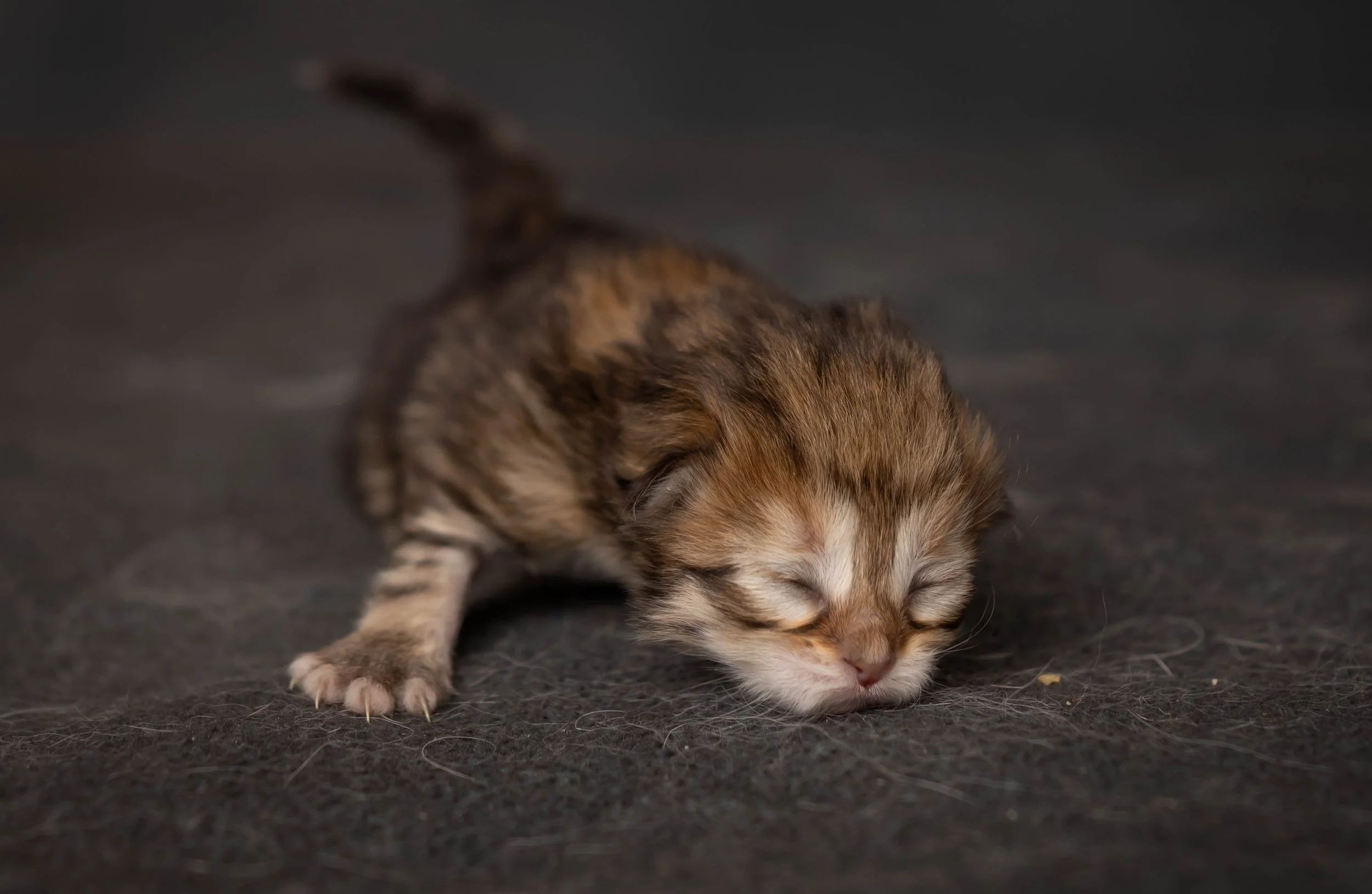 cattery 2026-373.jpg