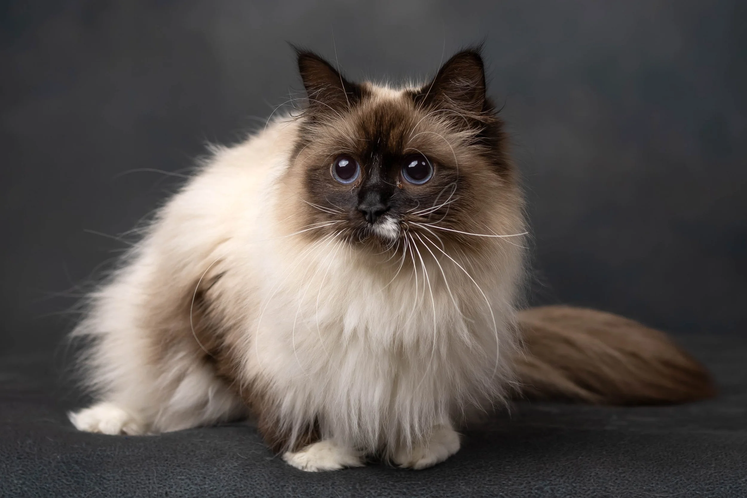 A Traditional Siberian Forest Cat. Future Queen of Sunshine Snow Siberians.