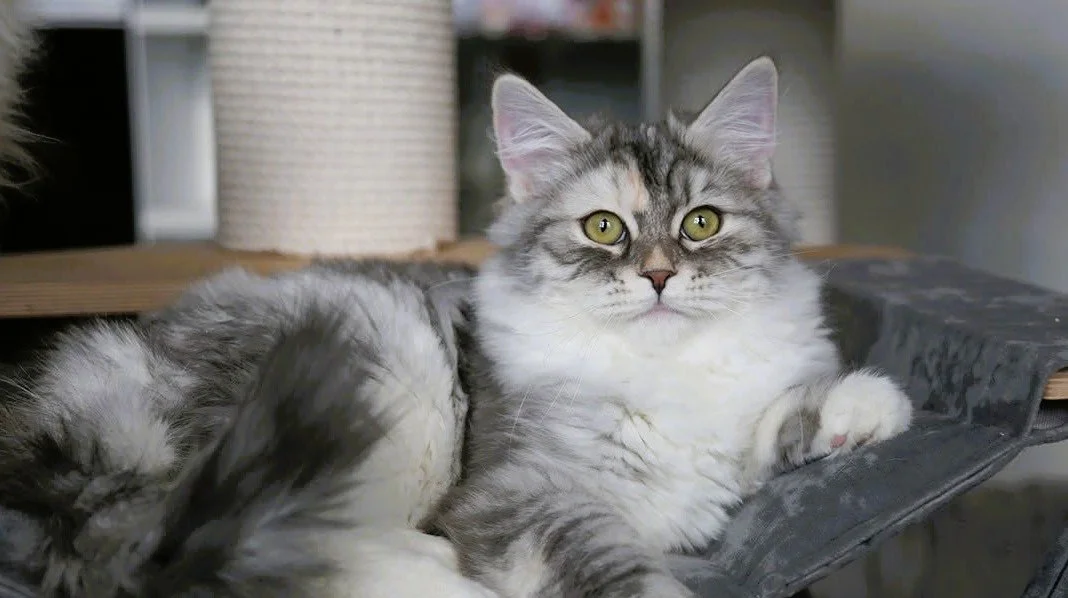 A Traditional Siberian Forest Cat.  Queen of Sunshine Snow Siberians.