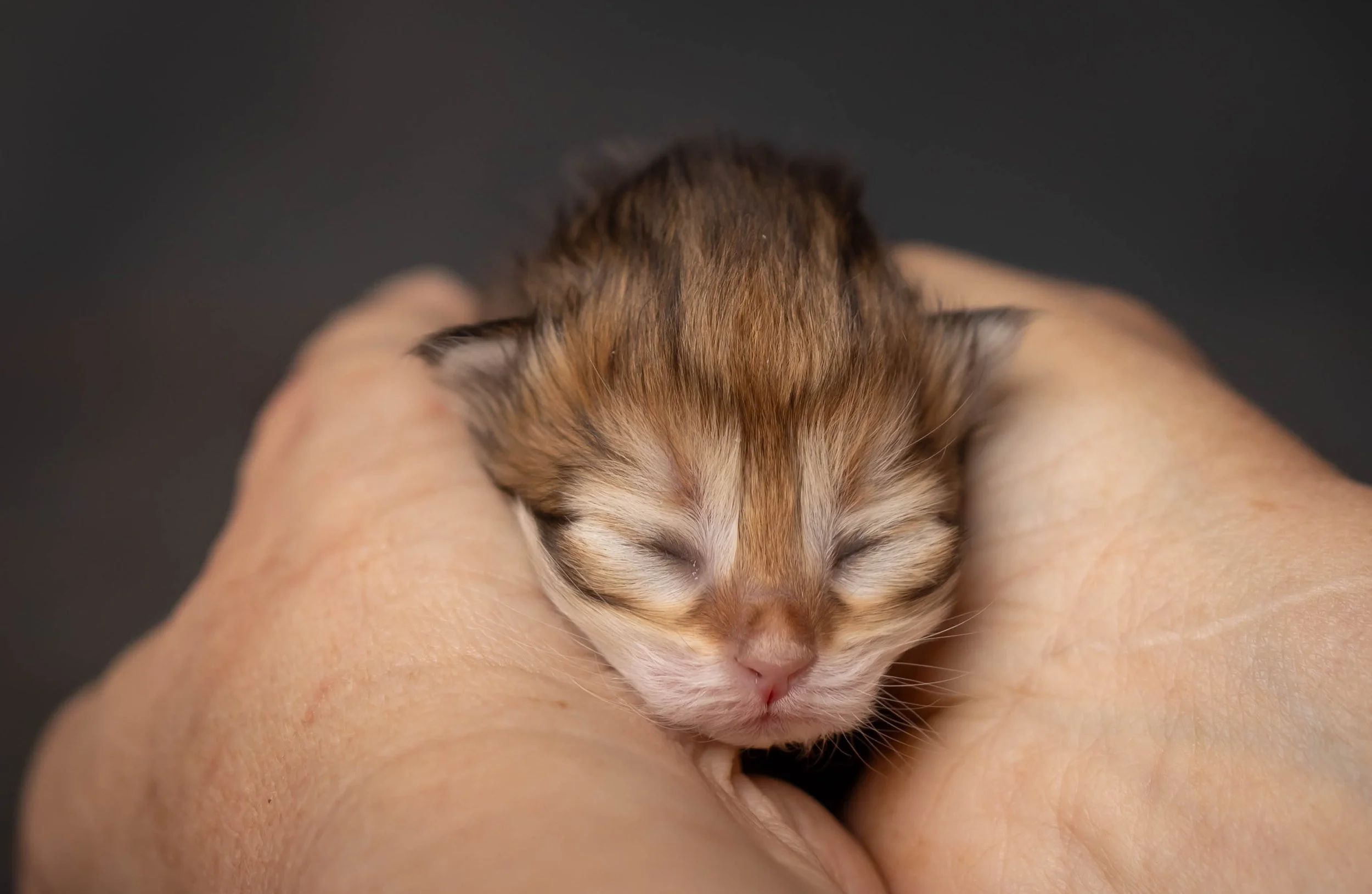 cattery 2026-5.jpg