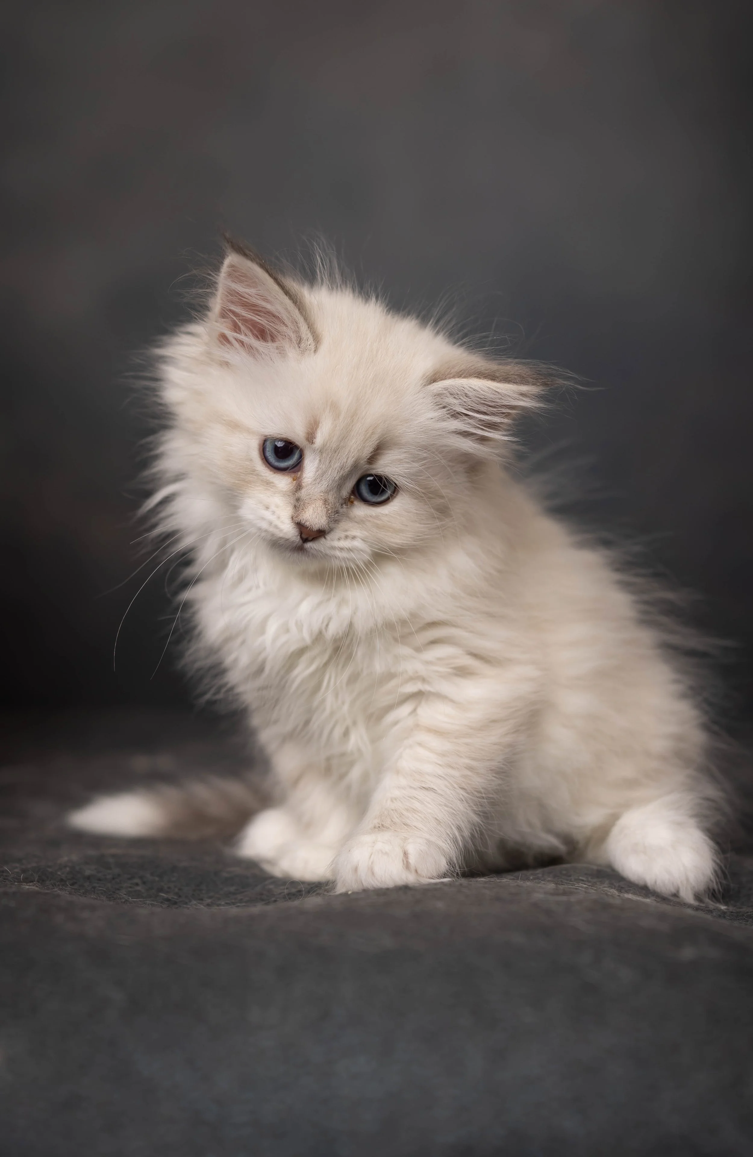 cattery 2026-604.jpg