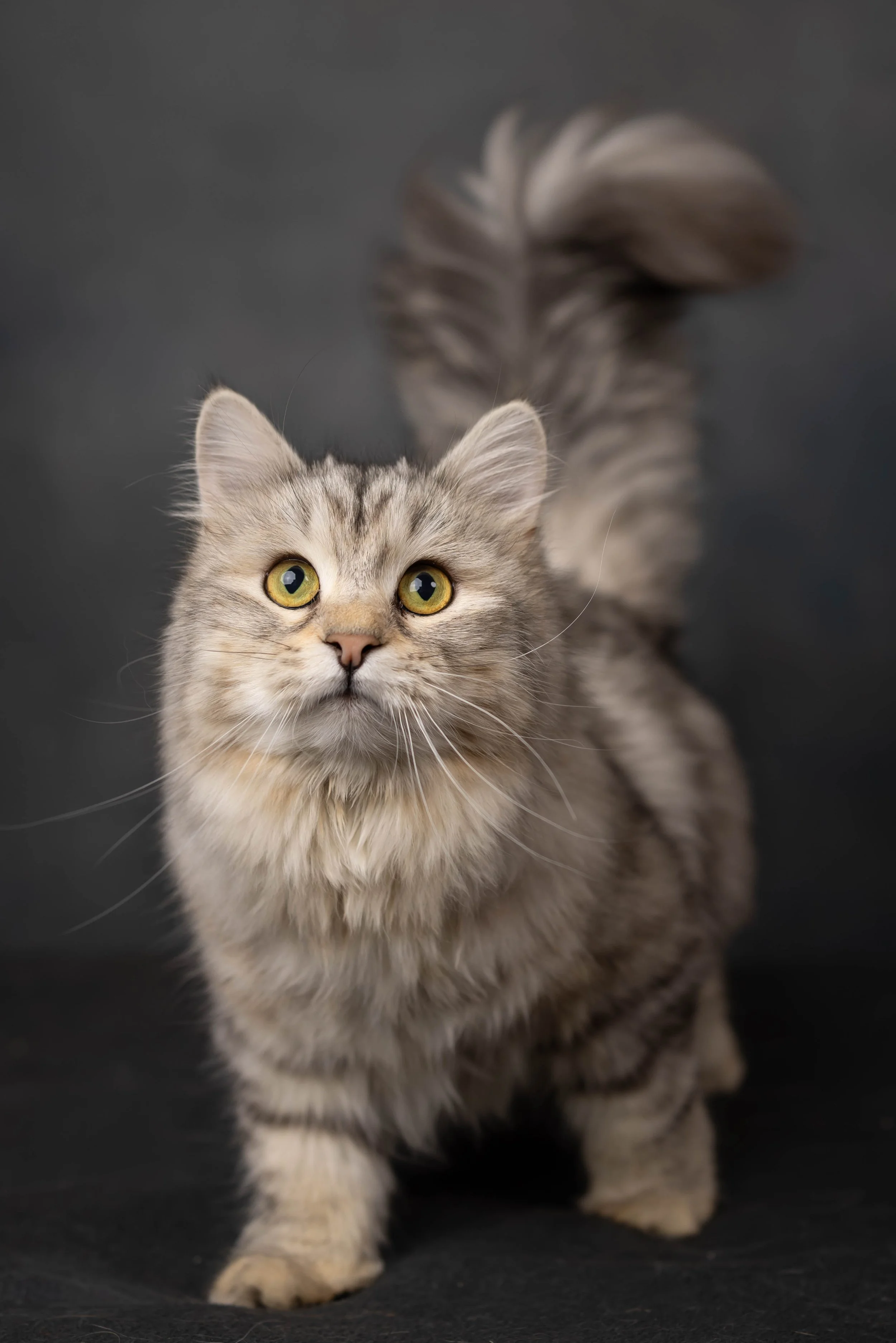 Gray fluffy kitten sitting on green surface with pink and white flower petals, a pink flower, and a bowl of popcorn in the background.