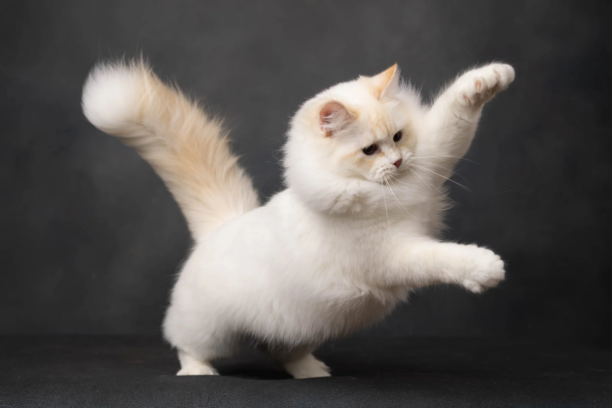 A Traditional Siberian Forest Cat. Future Queen of Sunshine Snow Siberians.