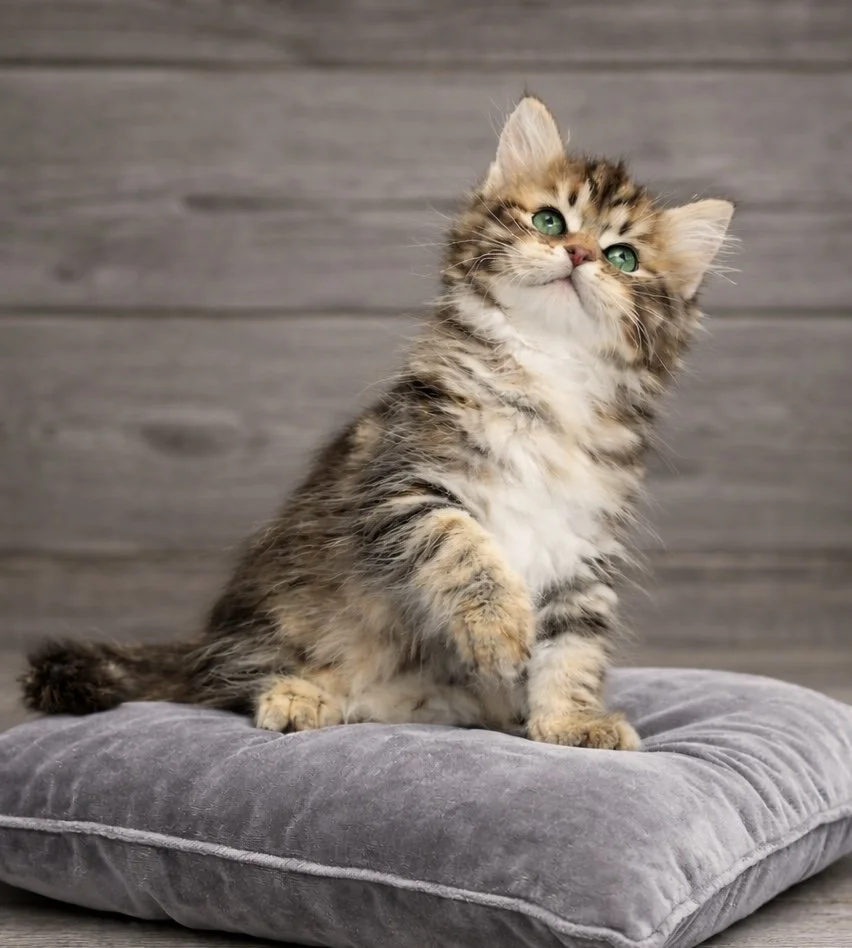 A Traditional Siberian Forest Cat.  Future Queen of Sunshine Snow Siberians.