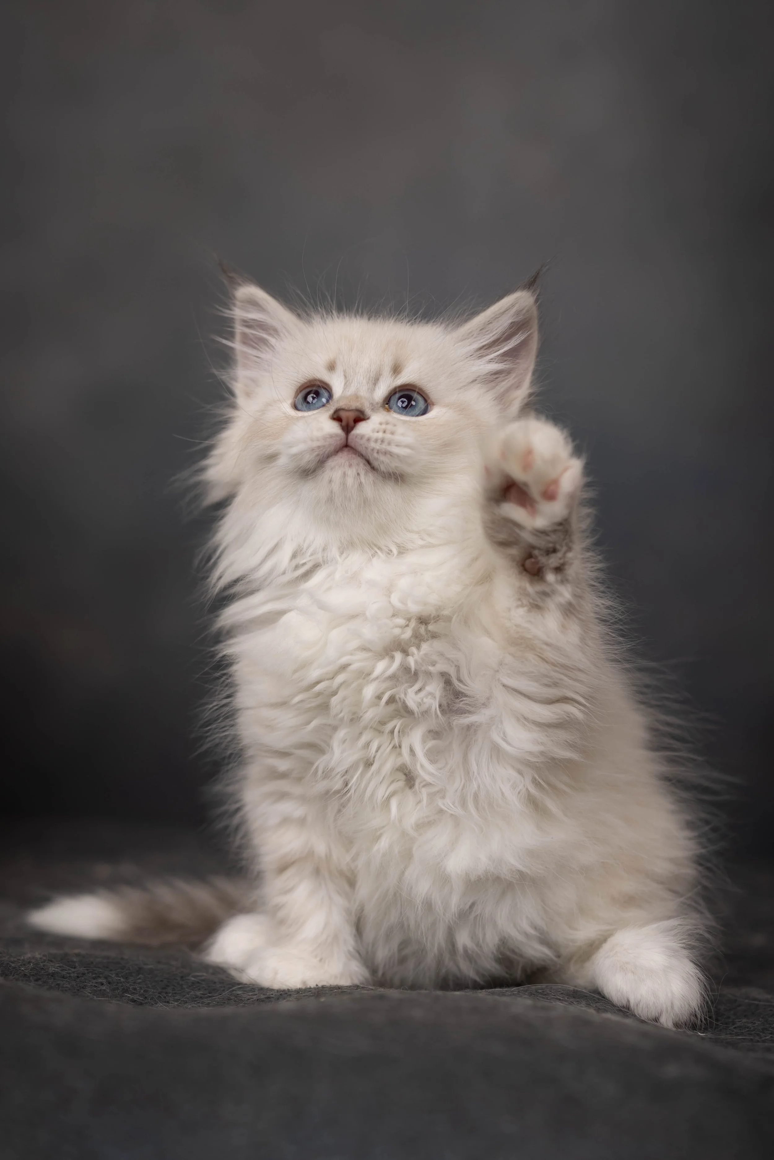 cattery 2026-54.jpg