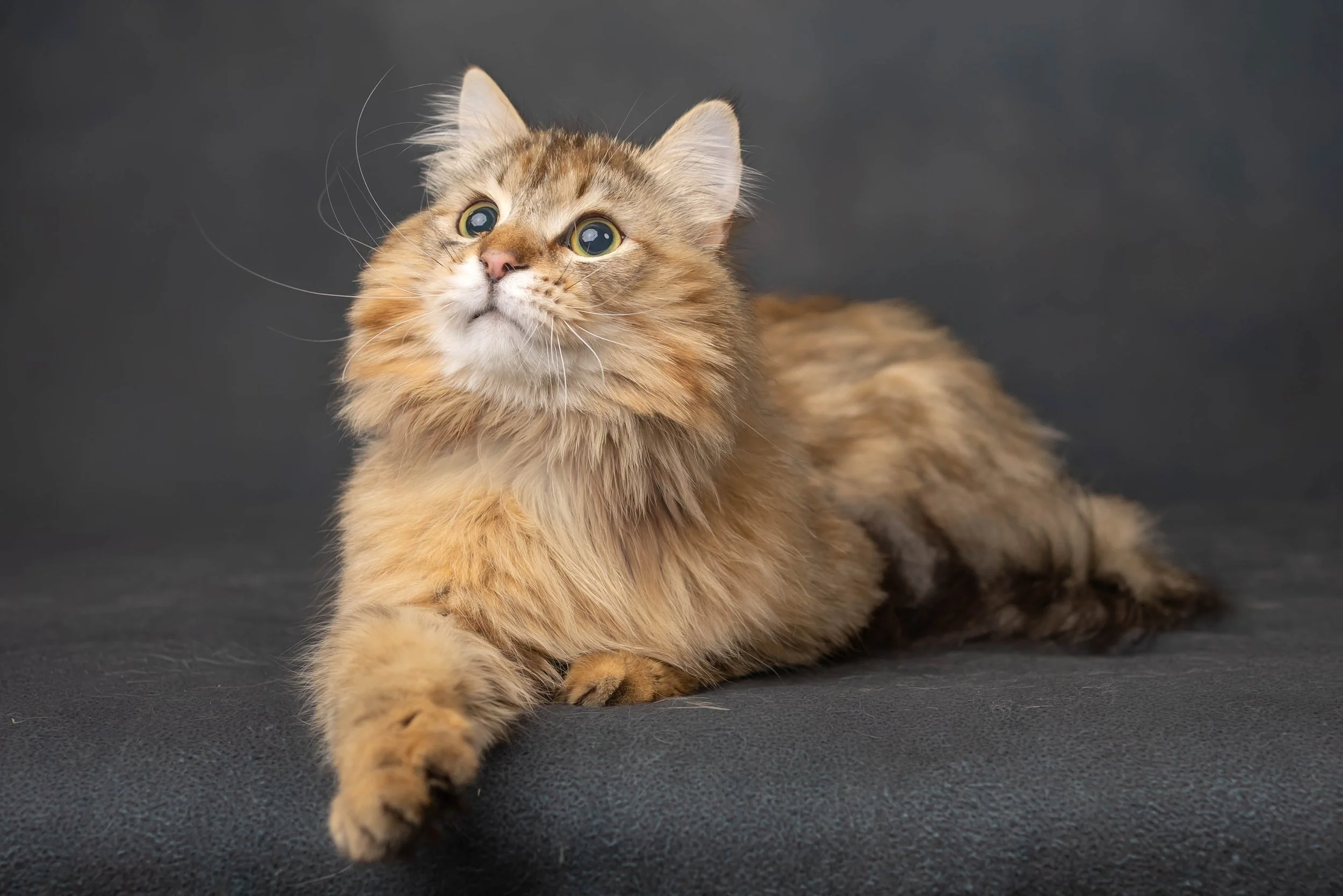 A Traditional Siberian Forest Cat. Future King of Sunshine Snow Siberians.