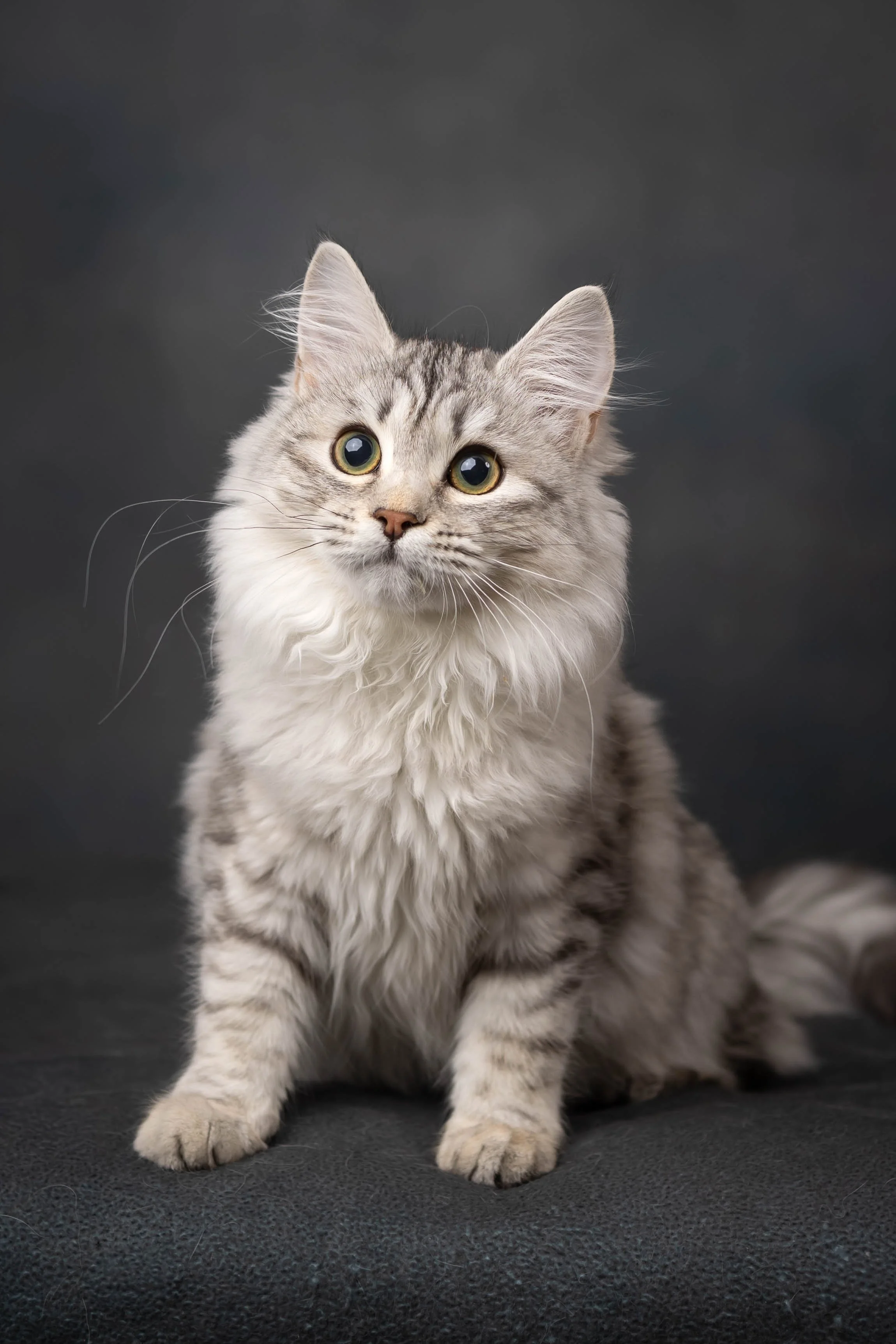 cattery 2026-391.jpg
