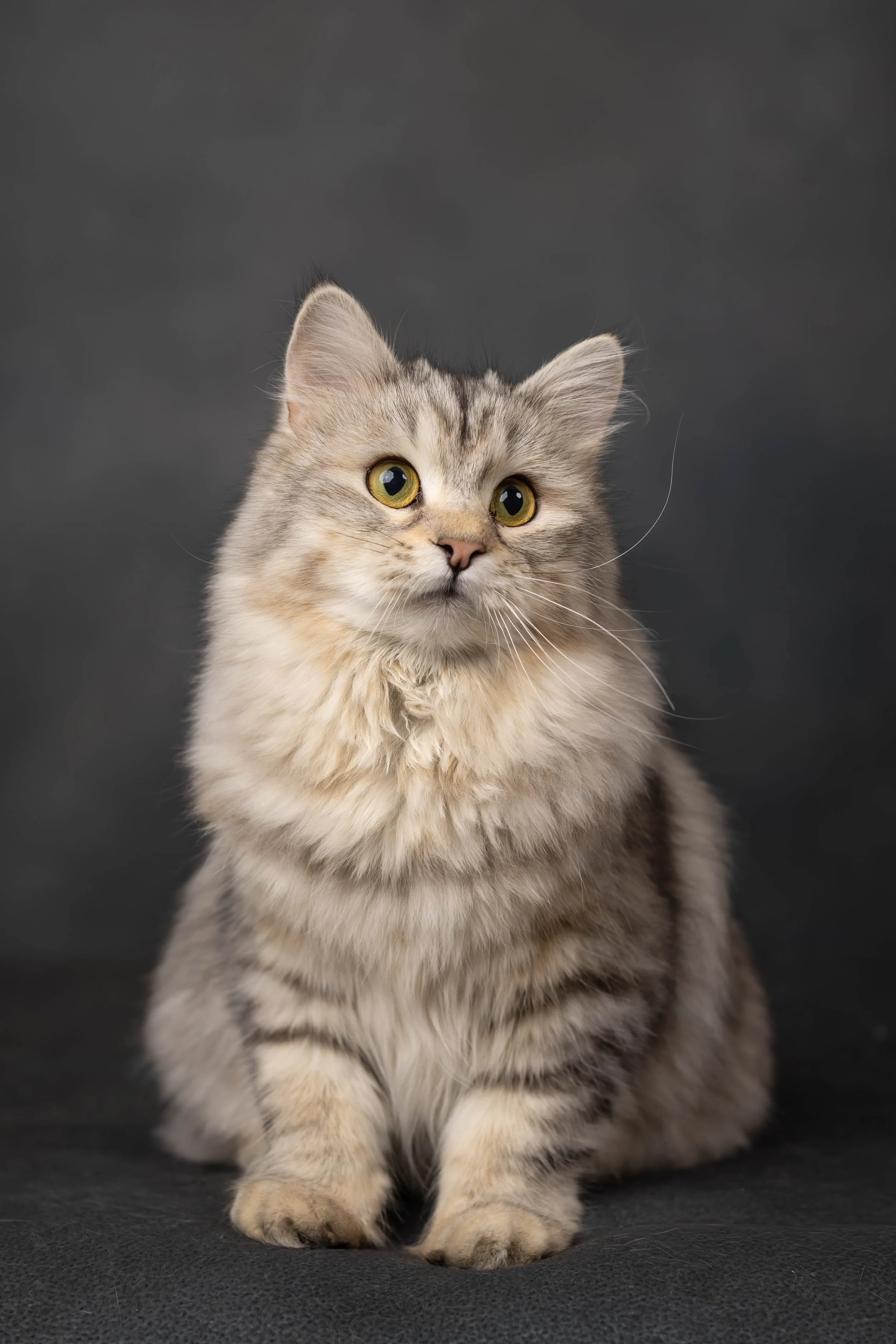 Gray fluffy kitten sitting on green surface with pink and white flower petals, a pink flower, and a bowl of popcorn in the background.